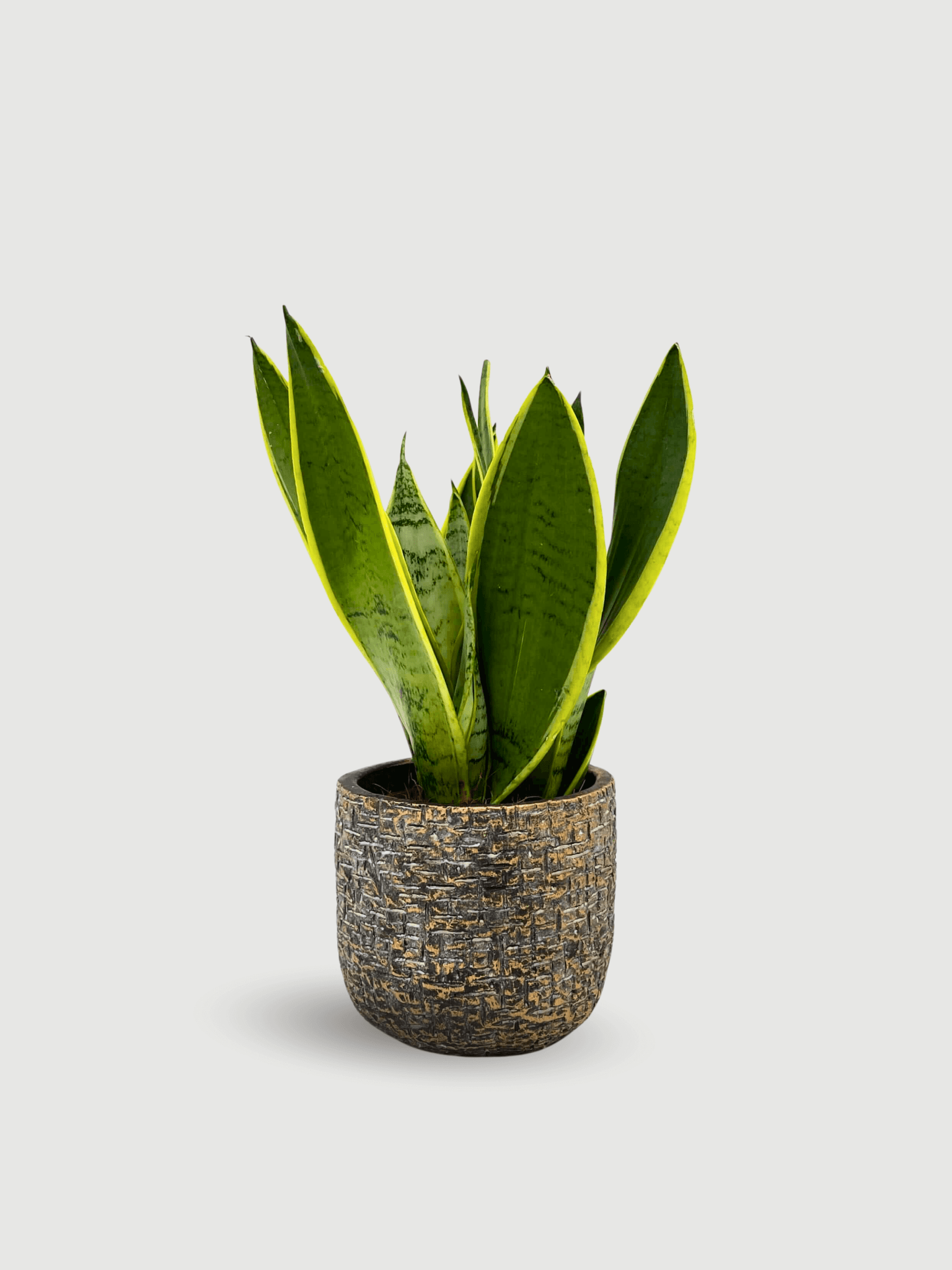 Sansevieria Trifasciata, Snow White, Easy Care Snake Plant, Air purifying plant