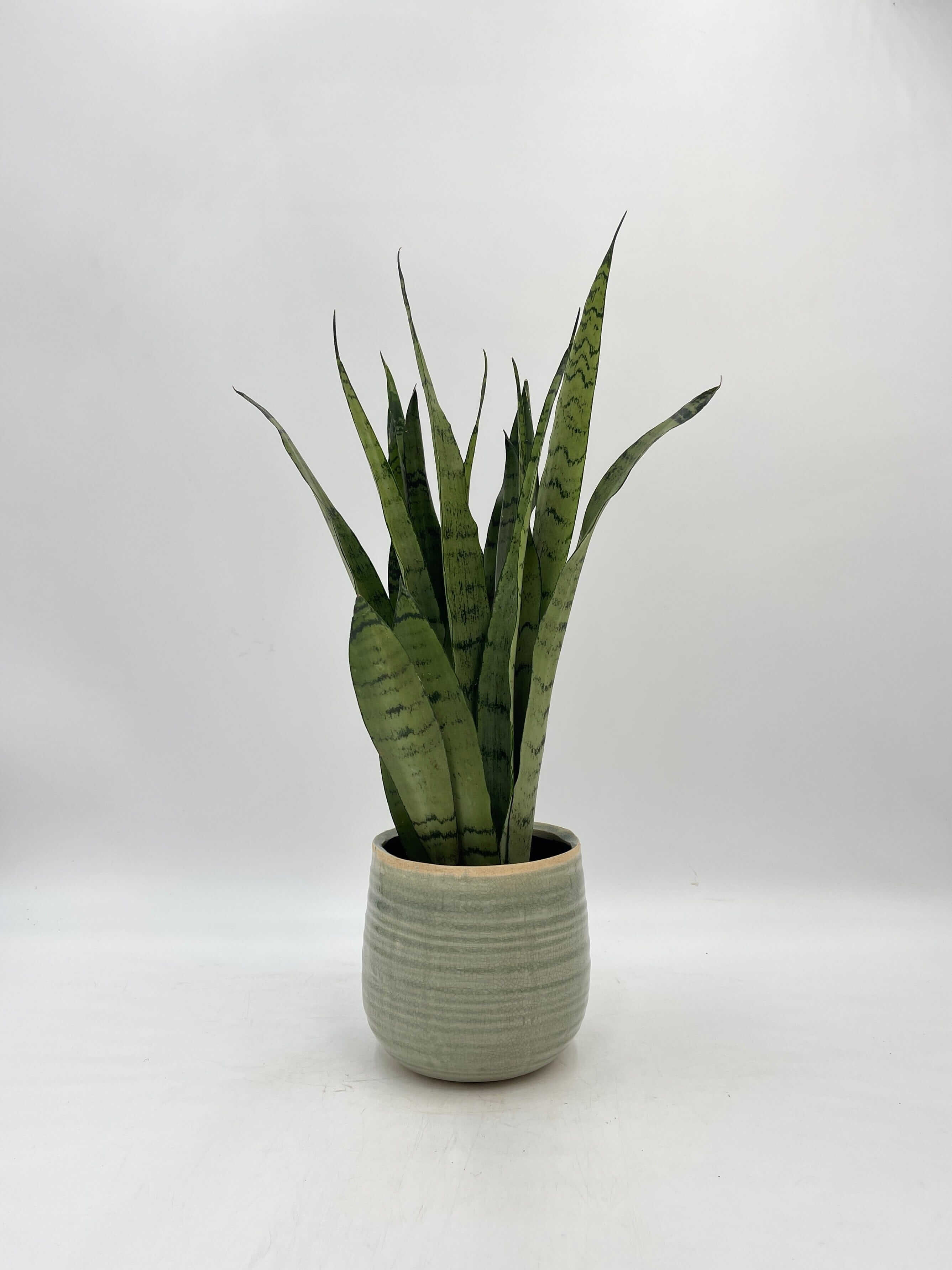 Sansevieria Trifasciata Spearmint, Snake Plant, Easy Care Plant, Air purifying plant