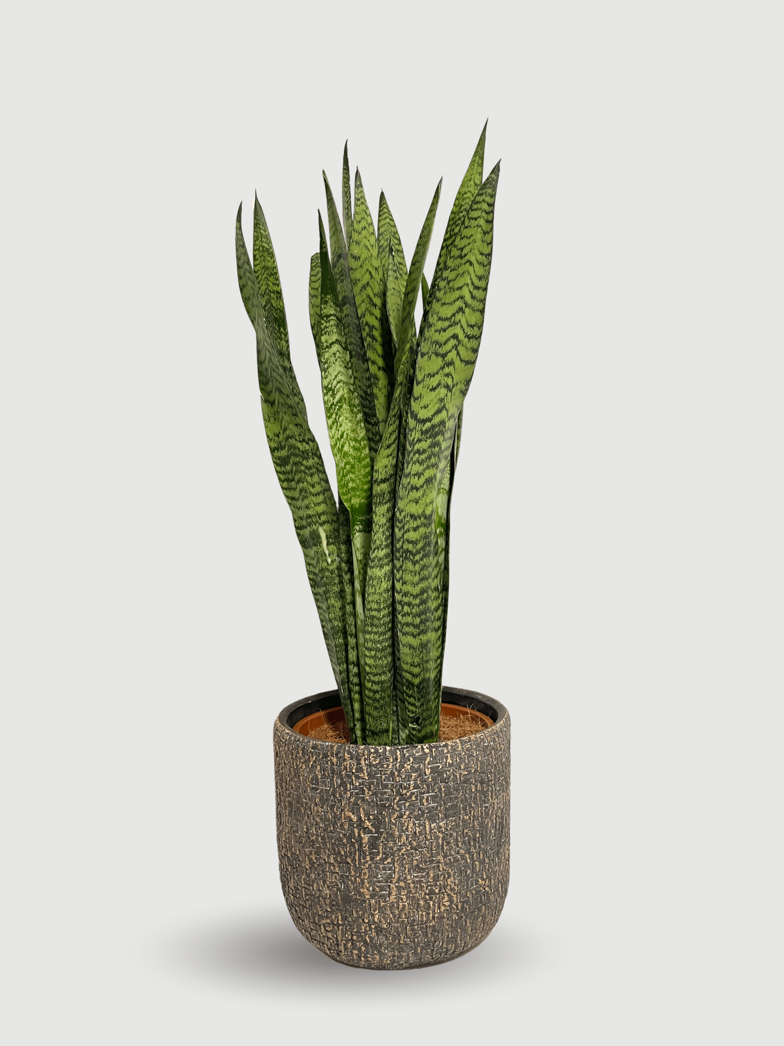 Large Snake Plant - Sansevieria Zeylanica | 70-80cm - Rebel Plants London