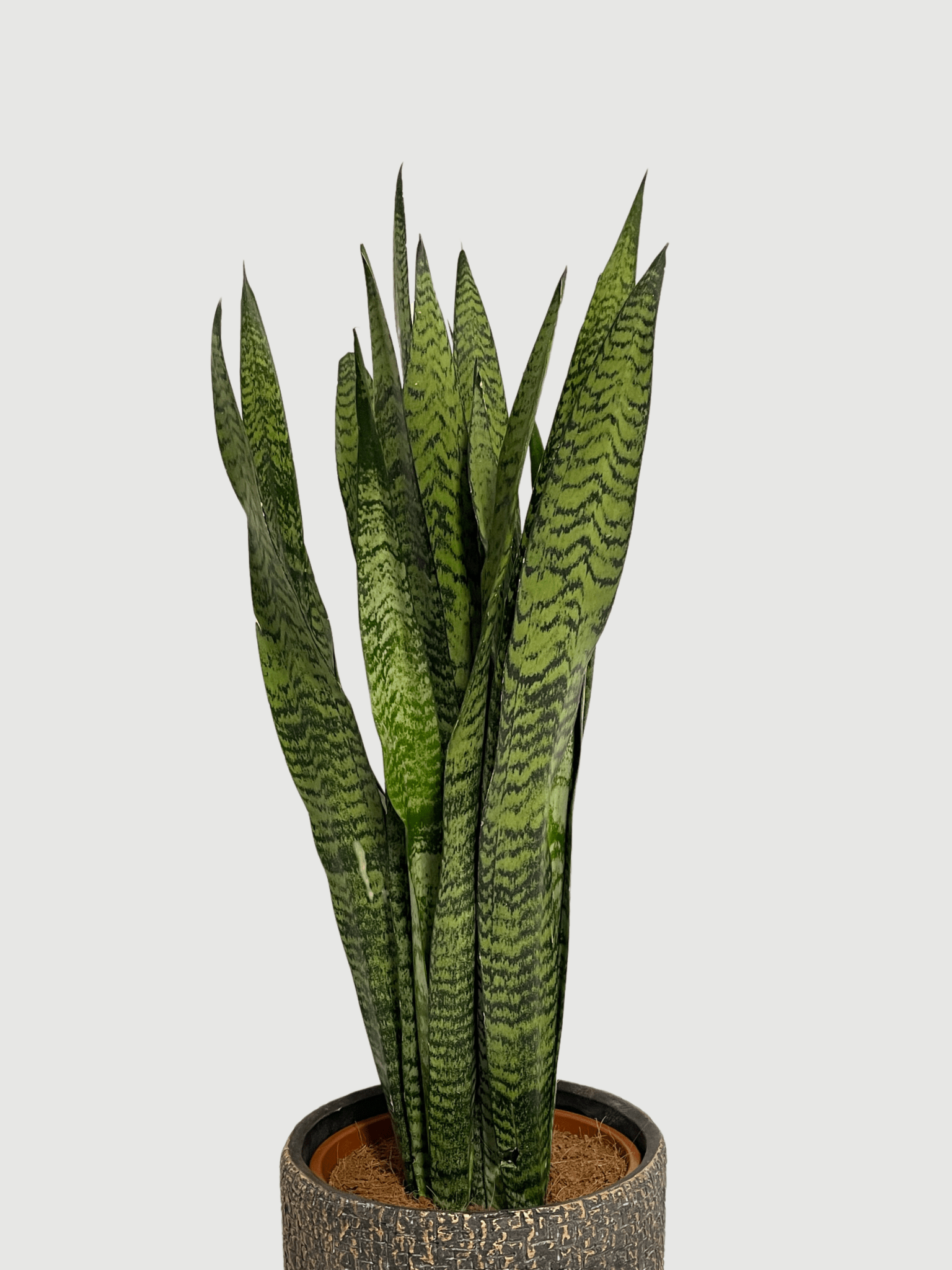 Large Snake Plant - Sansevieria Zeylanica | 70-80cm - Rebel Plants London