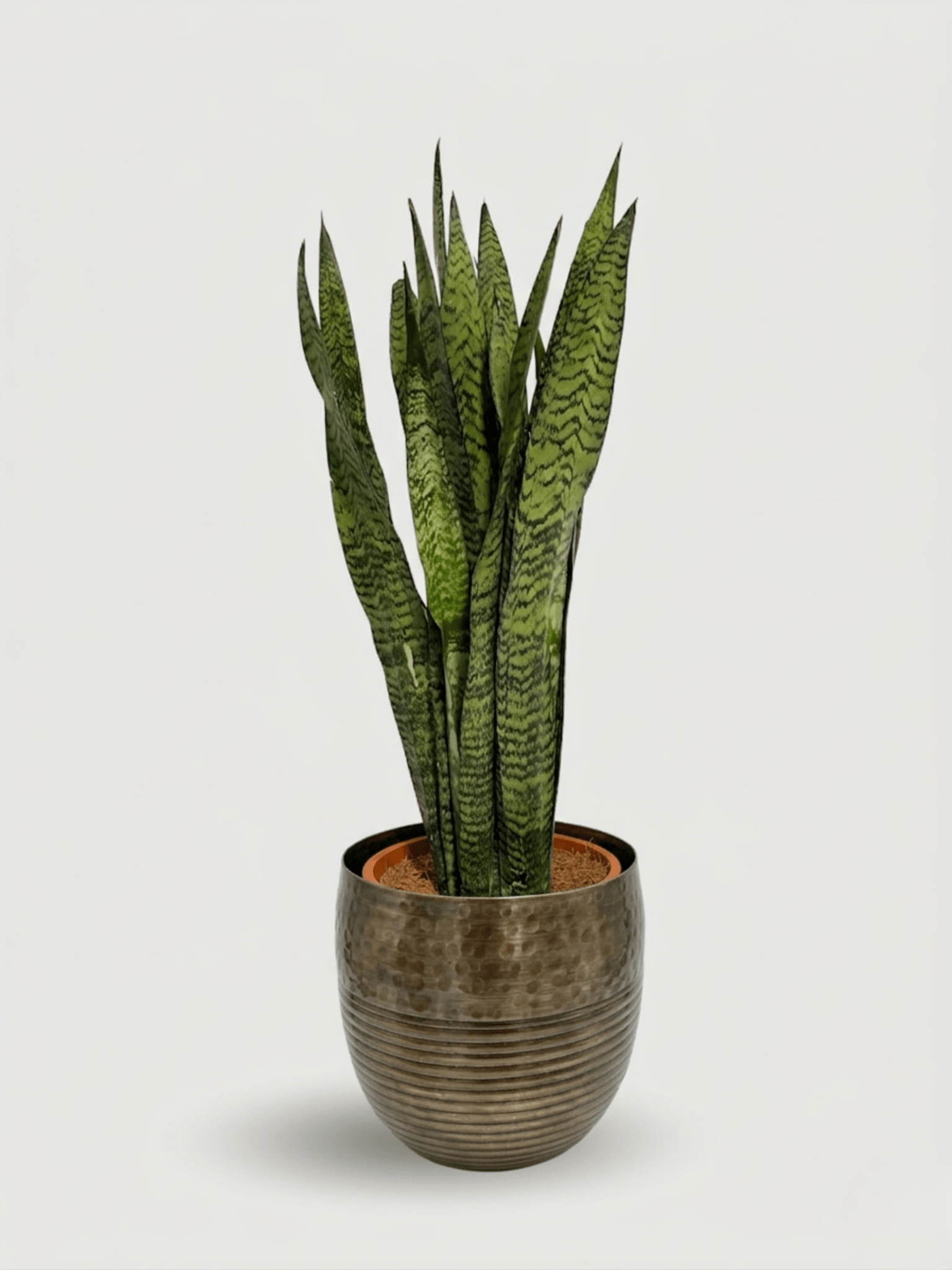 Sansevieria Zeylanica in Metal Plant Pot, Ready to Display - Rebel Plants