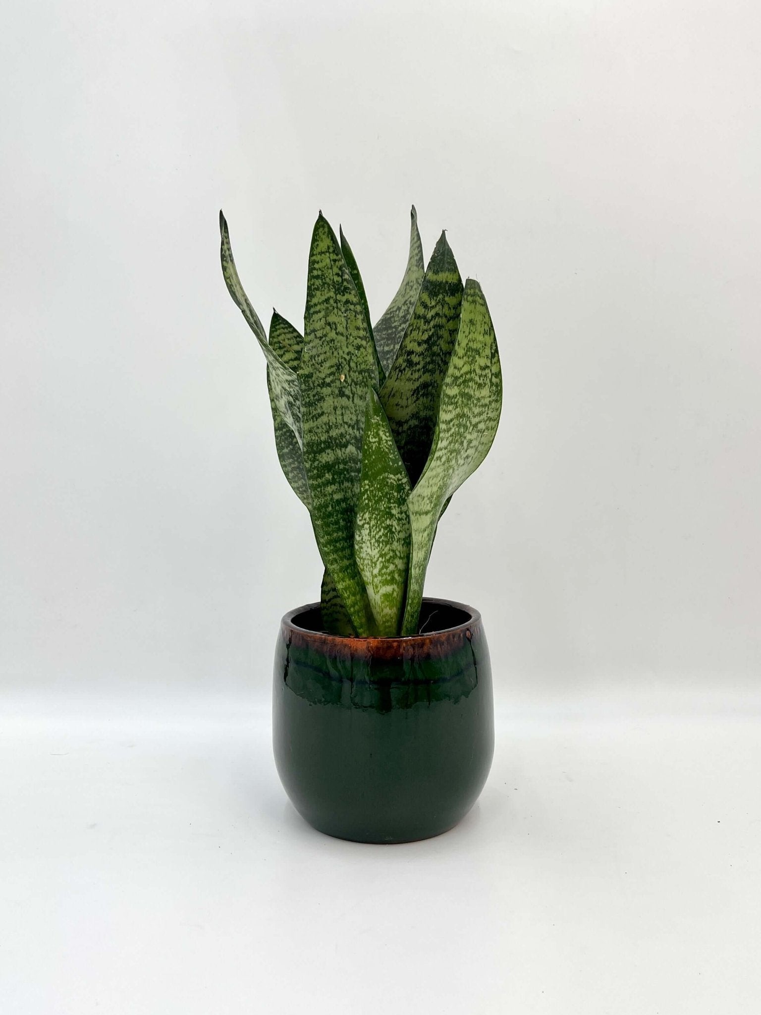 Sansevieria Zeylanica, Snake Plant, Easy Care Houseplant, Air purifying plant