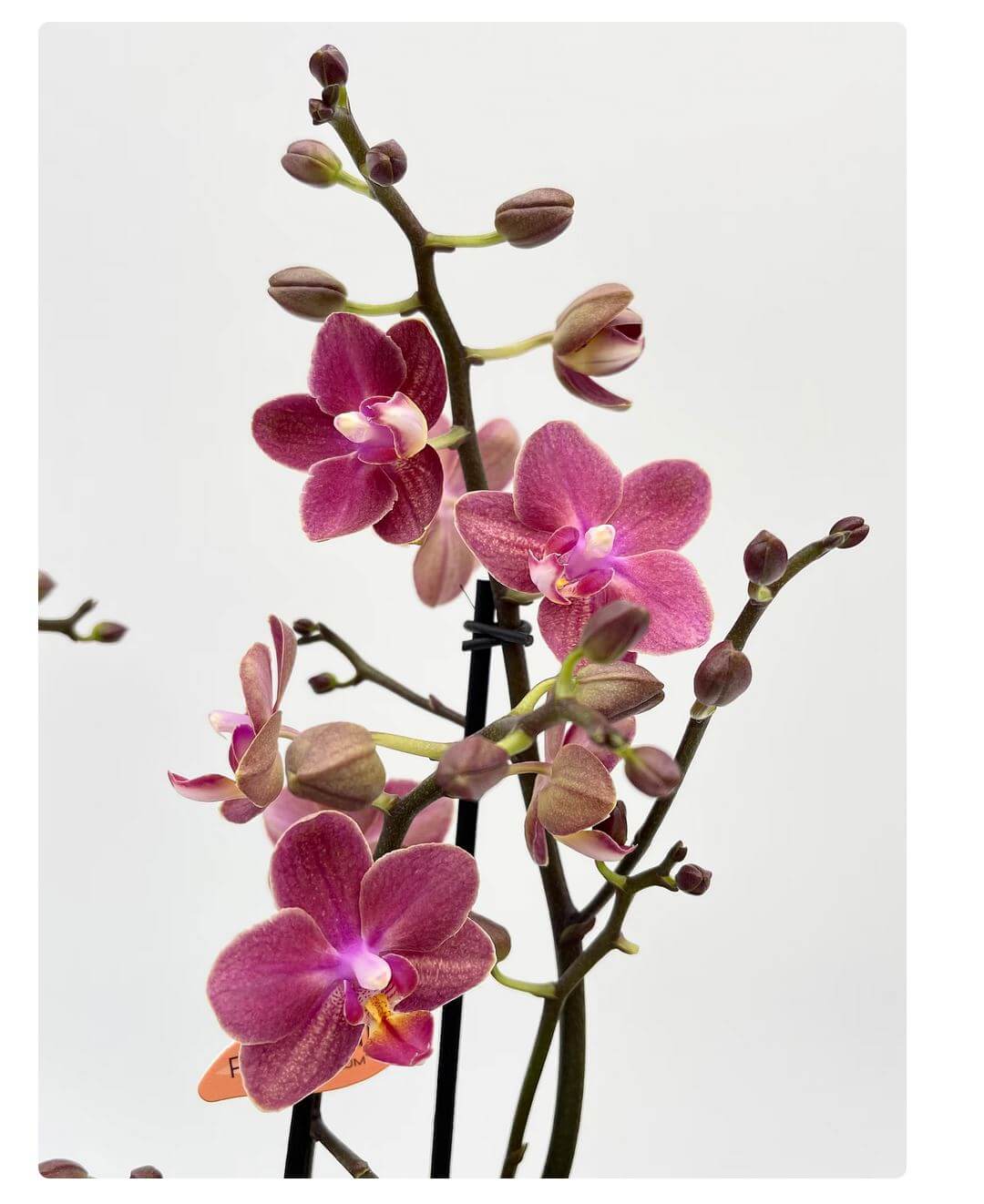 Aromio Scented Phalaenopsis Orchid, Perfíum Scention