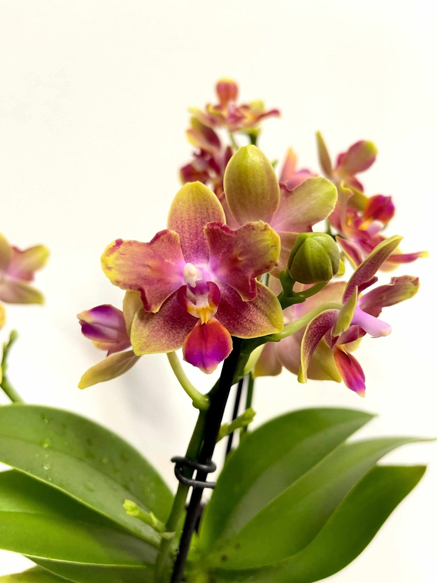 Scented Phalaenopsis, Peloric, Limited Edition, 3 lips