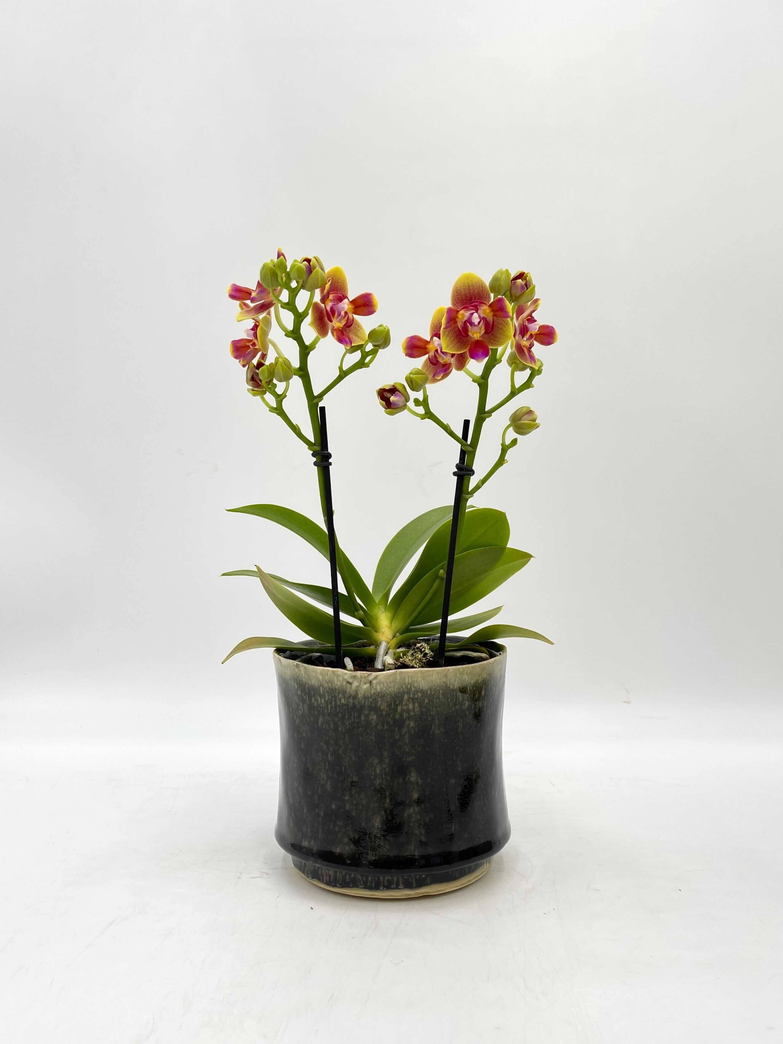 Scented Phalaenopsis, Peloric, Limited Edition, 3 lips