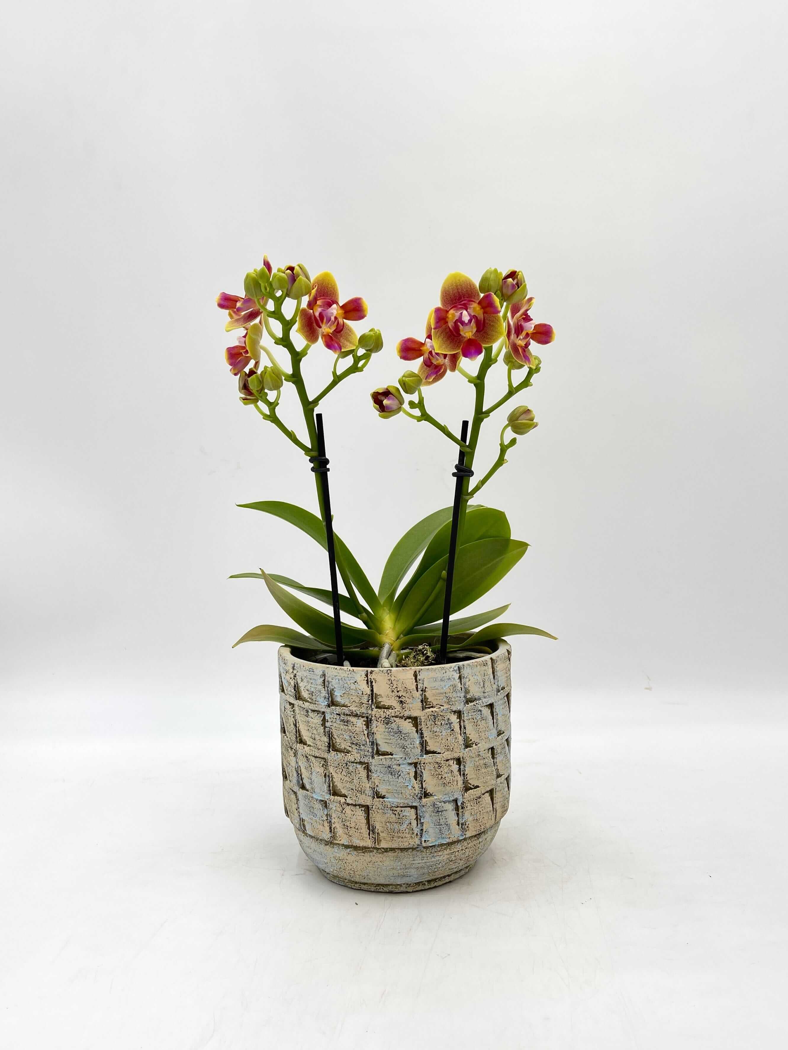Scented Phalaenopsis, Peloric, Limited Edition, 3 lips