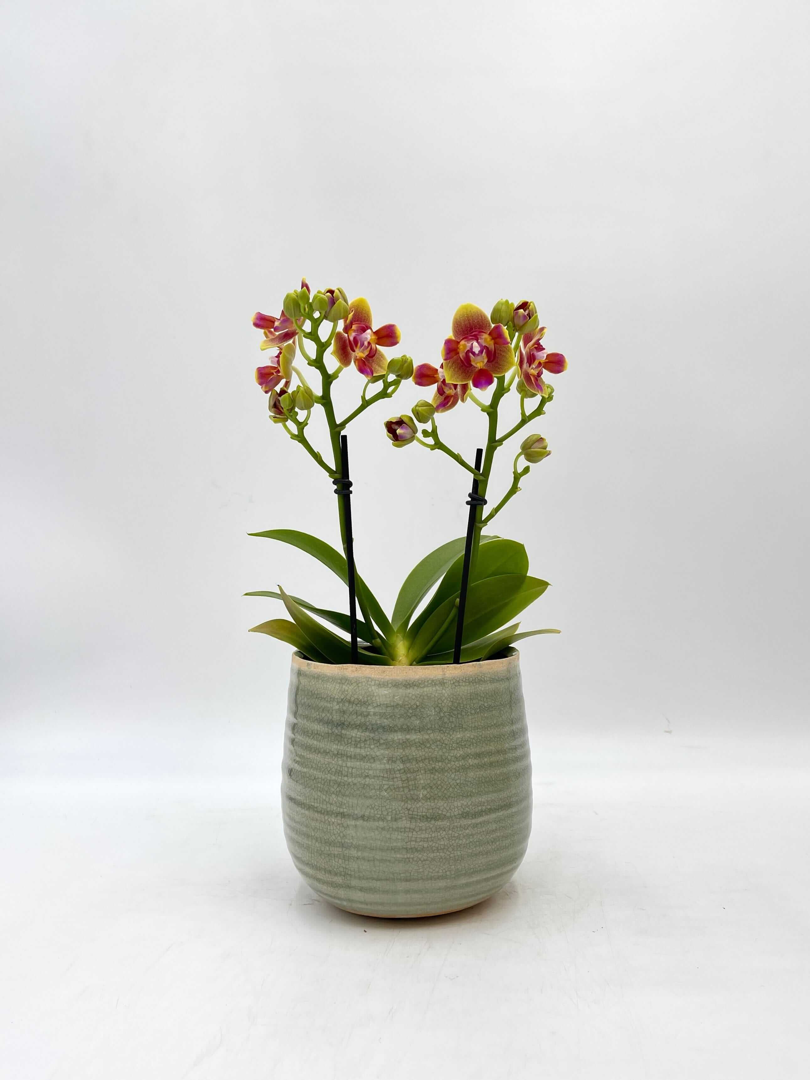 Scented Phalaenopsis, Peloric, Limited Edition, 3 lips