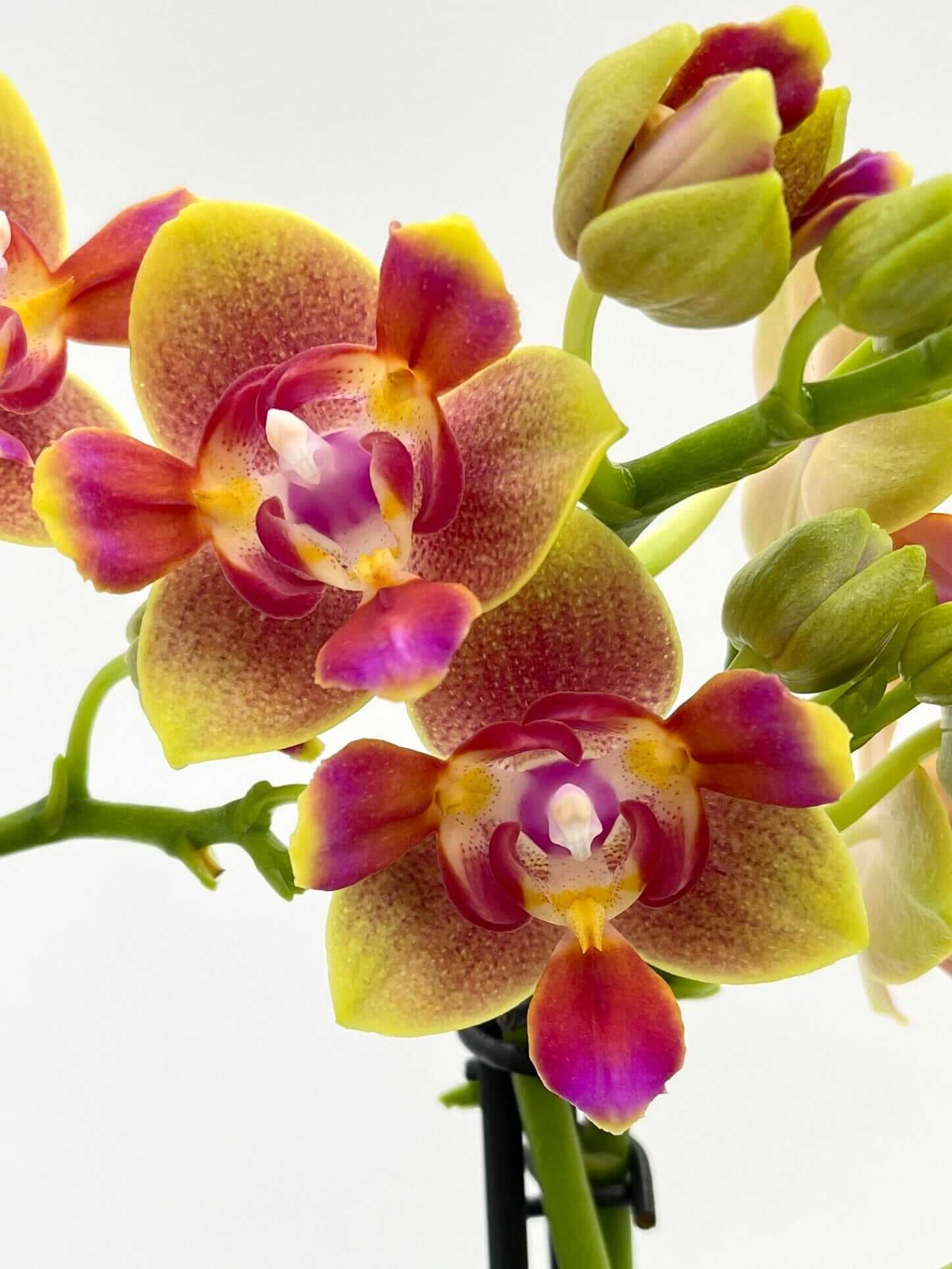 Scented Phalaenopsis, Peloric, Limited Edition, 3 lips