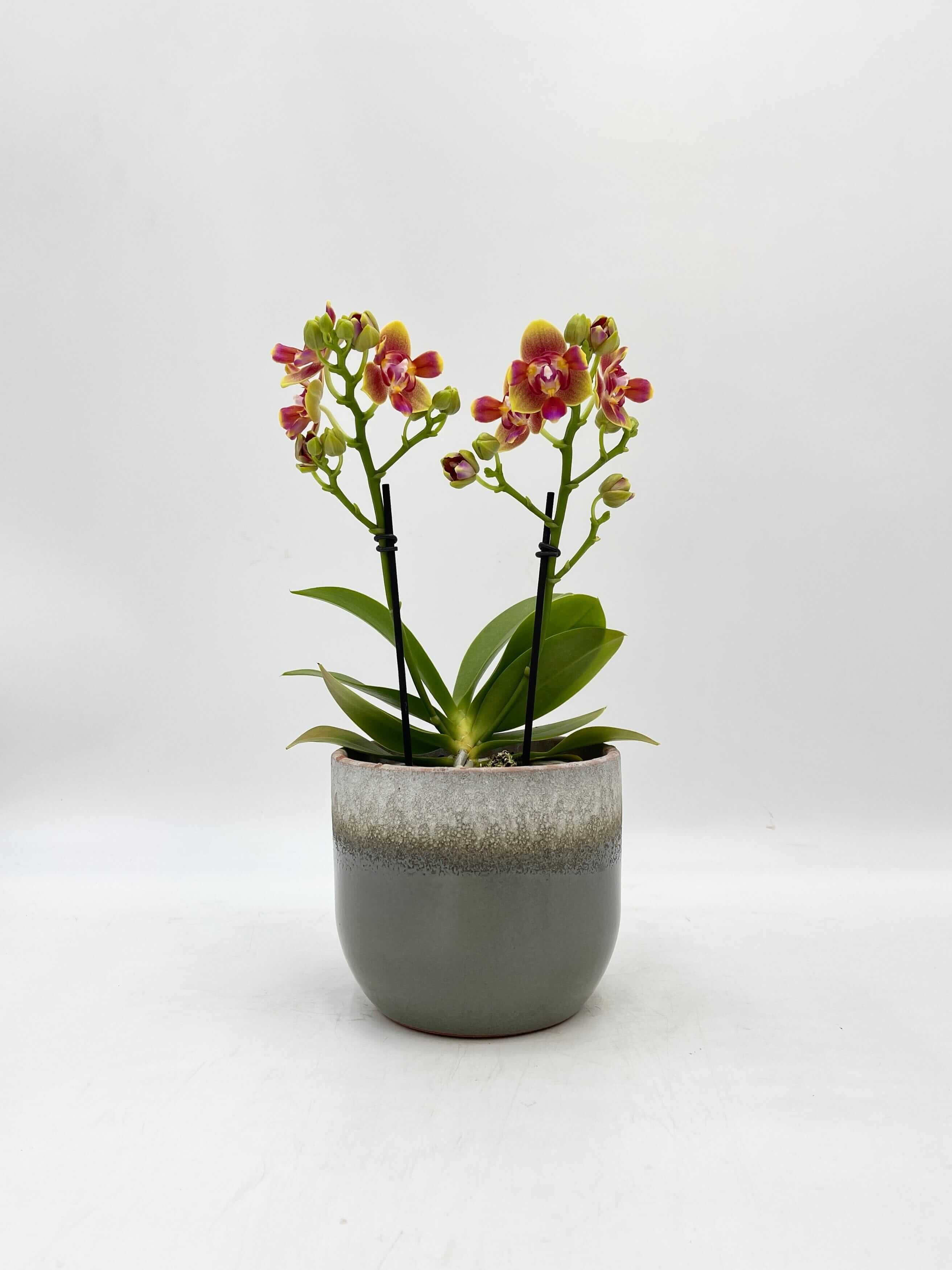 Scented Phalaenopsis, Peloric, Limited Edition, 3 lips