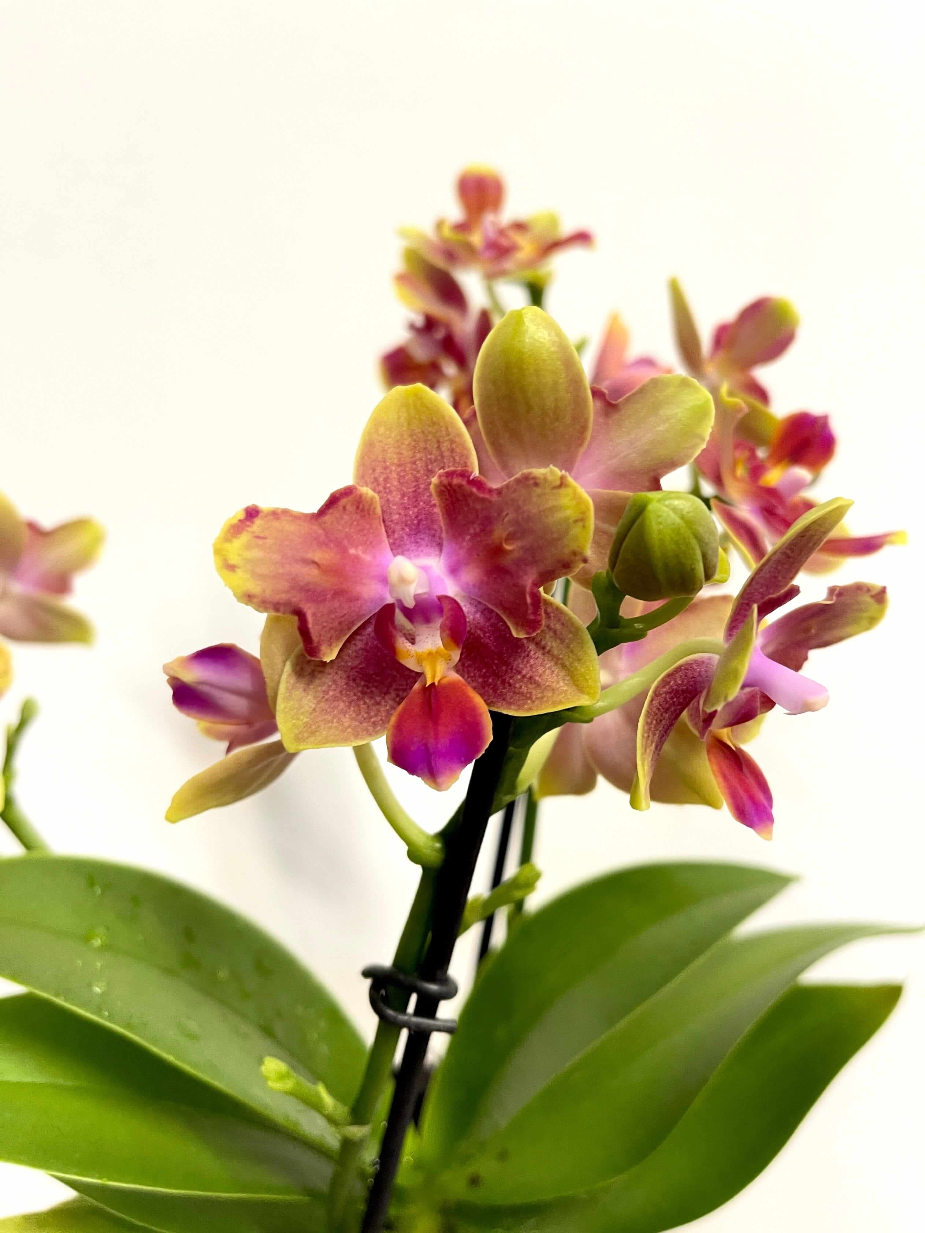 Scented Phalaenopsis, Peloric, Limited Edition, 3 lips