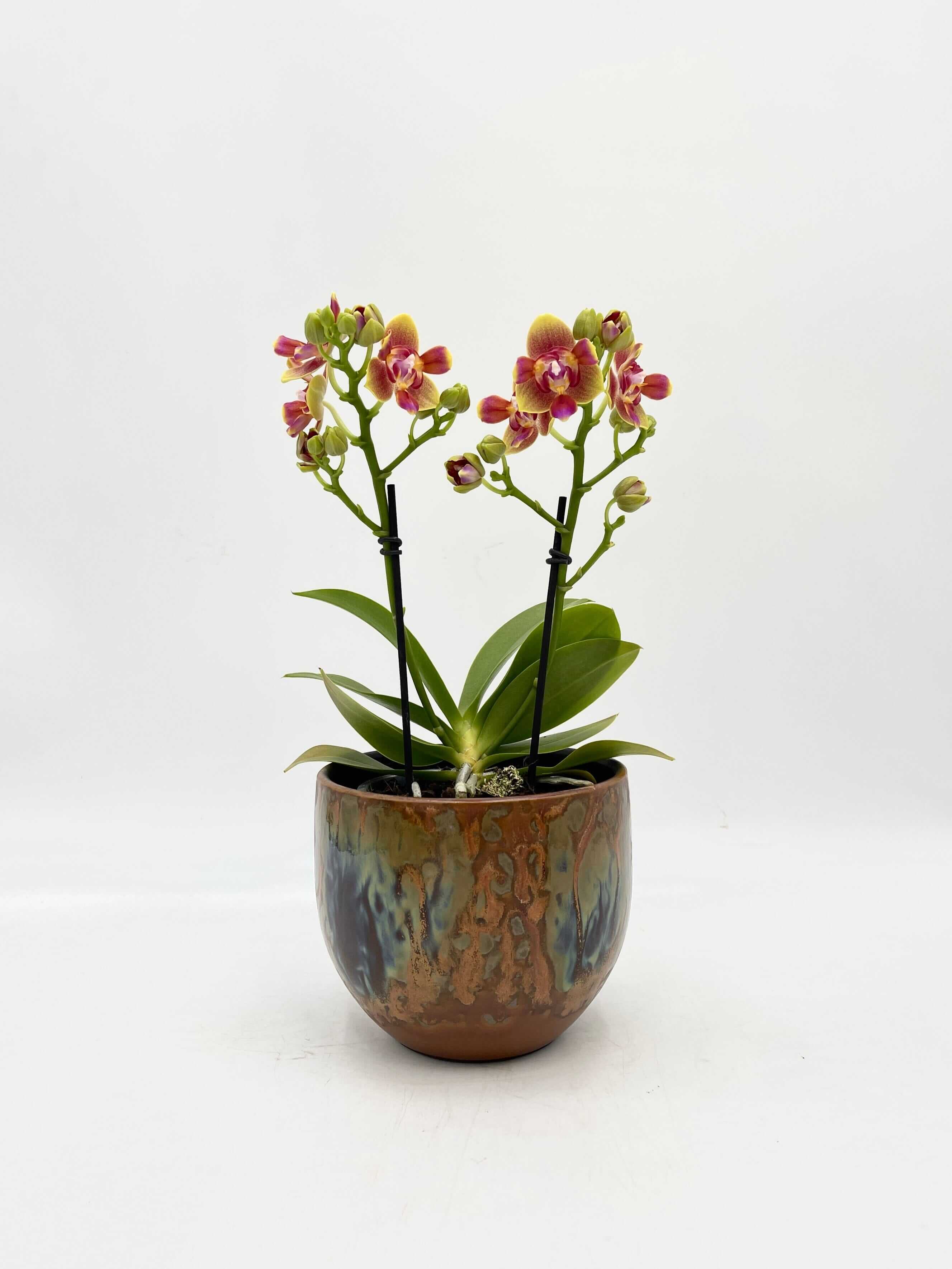 Scented Phalaenopsis, Peloric, Limited Edition, 3 lips