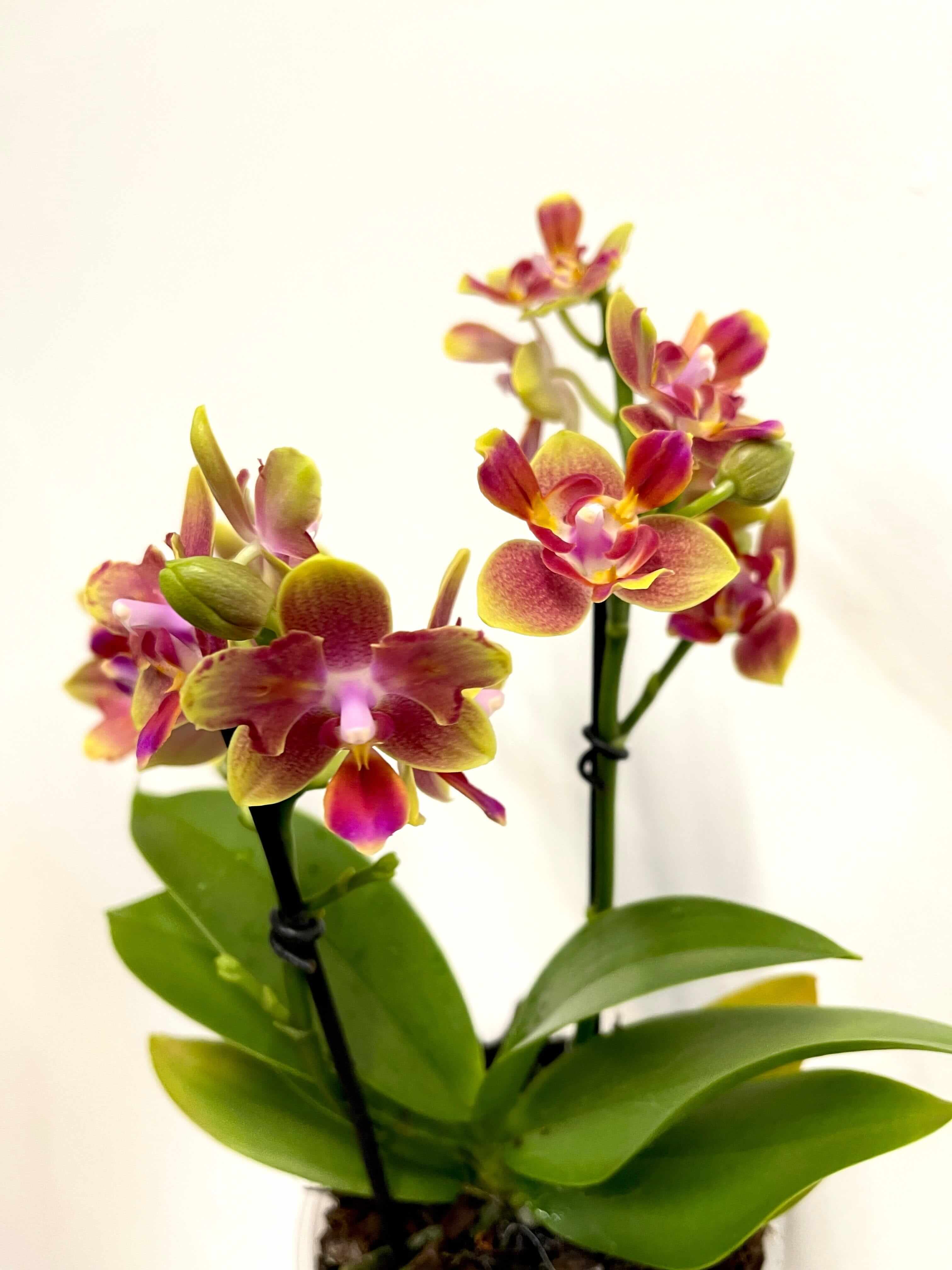 Scented Phalaenopsis, Peloric, Limited Edition, 3 lips
