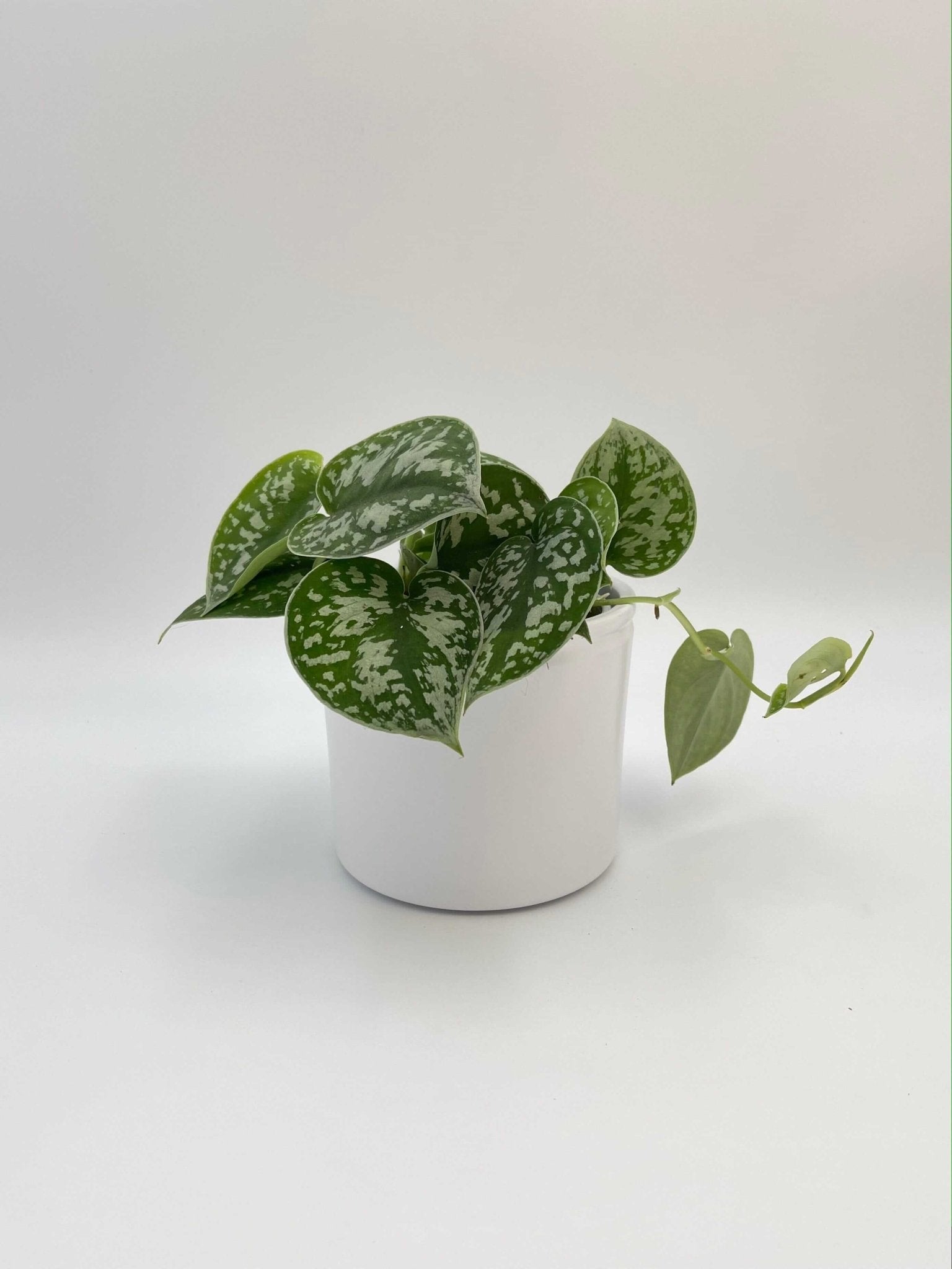 Scindapsus Pictus Argyraeus, Satin Pothos, 12cm - 14cm, Trailing House Plant