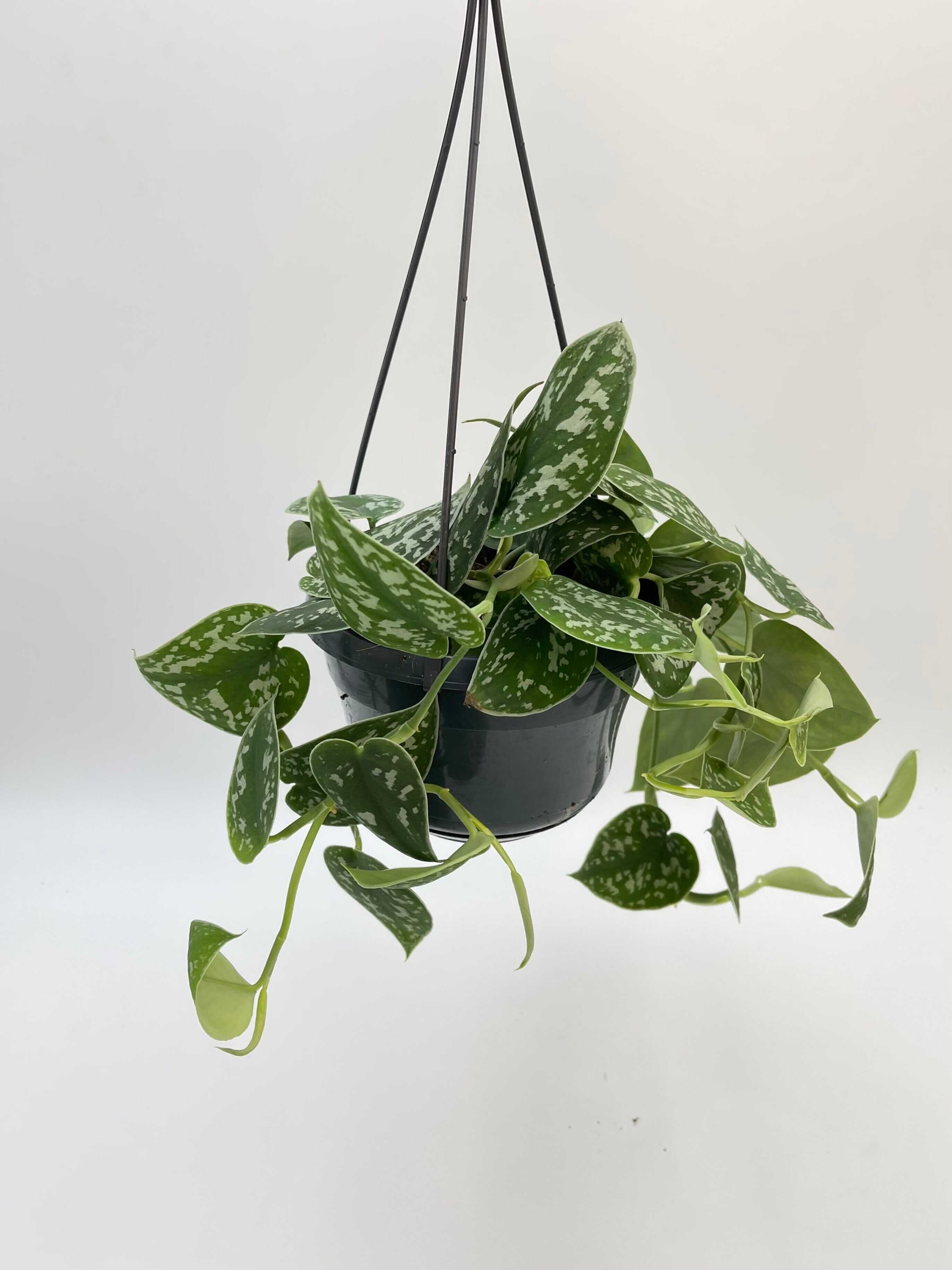 Scindapsus Pictus Argyraeus | Satin Pothos Trailing Houseplant | Easy Care Indoor Plant