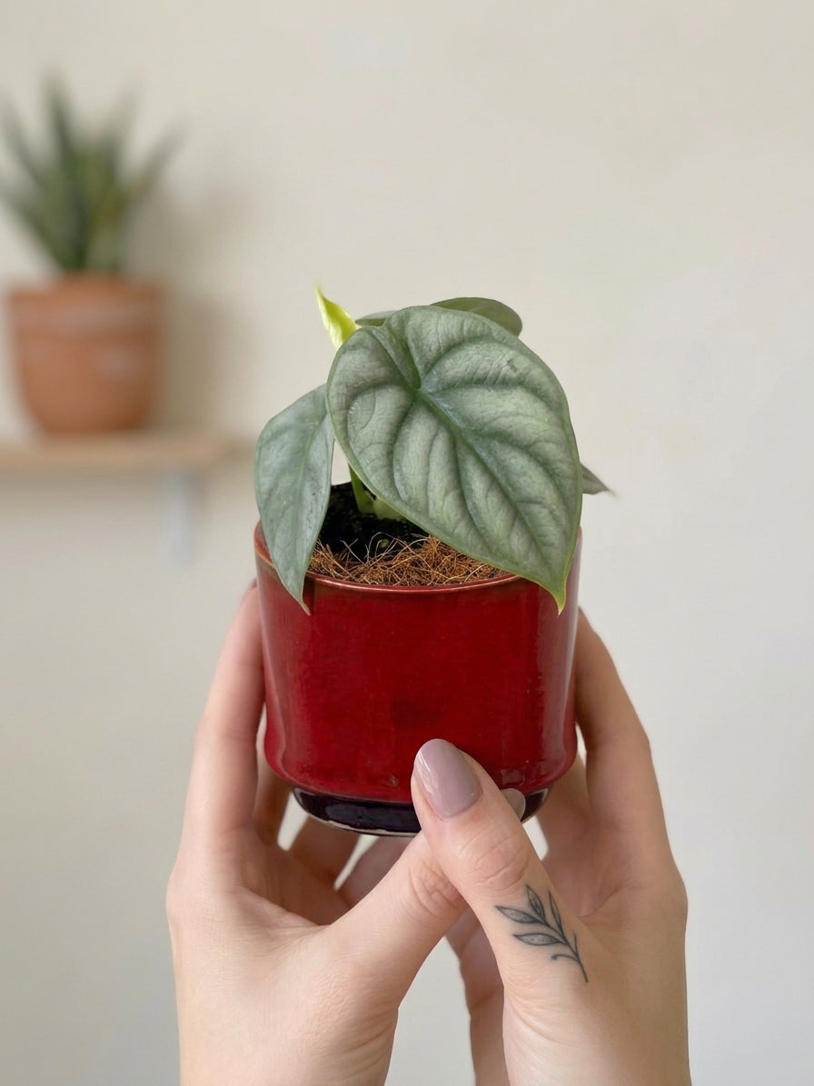 Alocasia Silver Dragon, Baby Plant, Indoor Plant