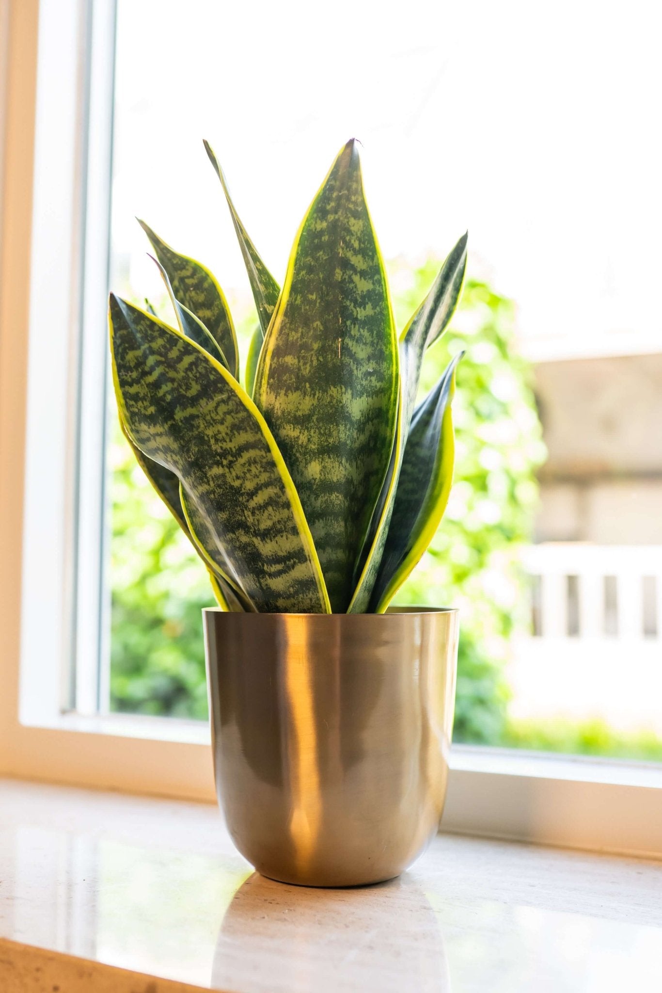Snake Plant, Mother-in-law's Tongue, Sansevieria Superba, Easy Care Plant, Air purifier plant