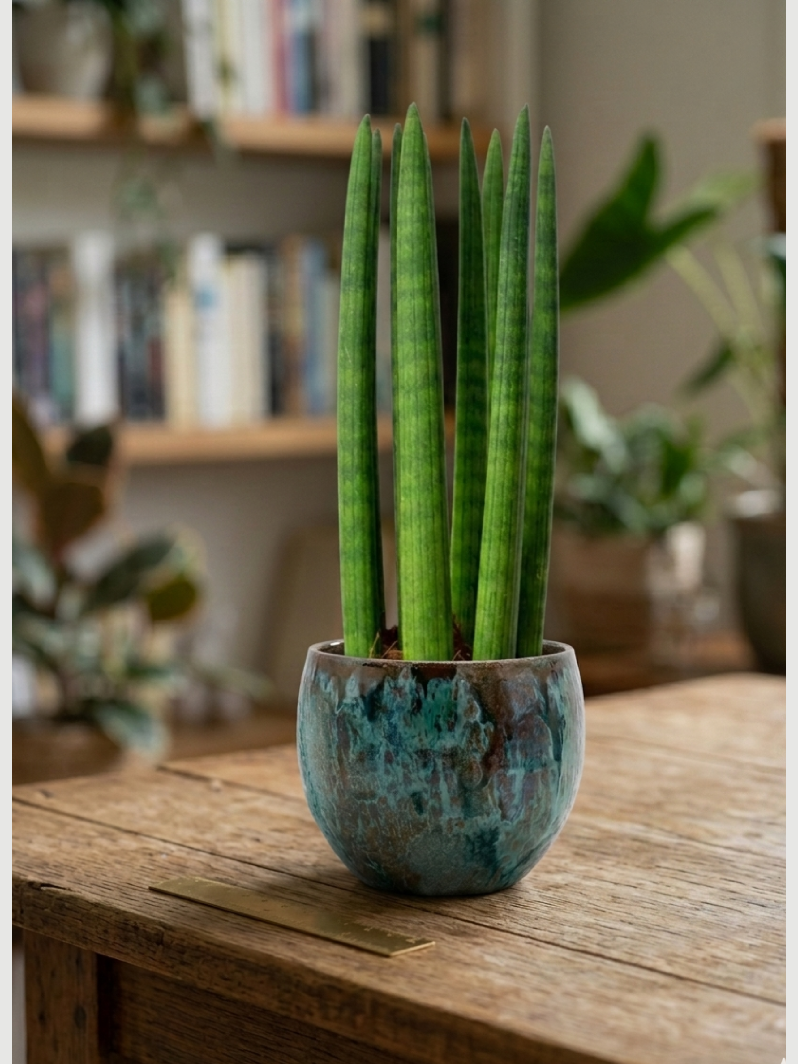 Sansevieria cylindrica 'Straight' 40cm - Cylindrical Snake Plant | Rebel Plants