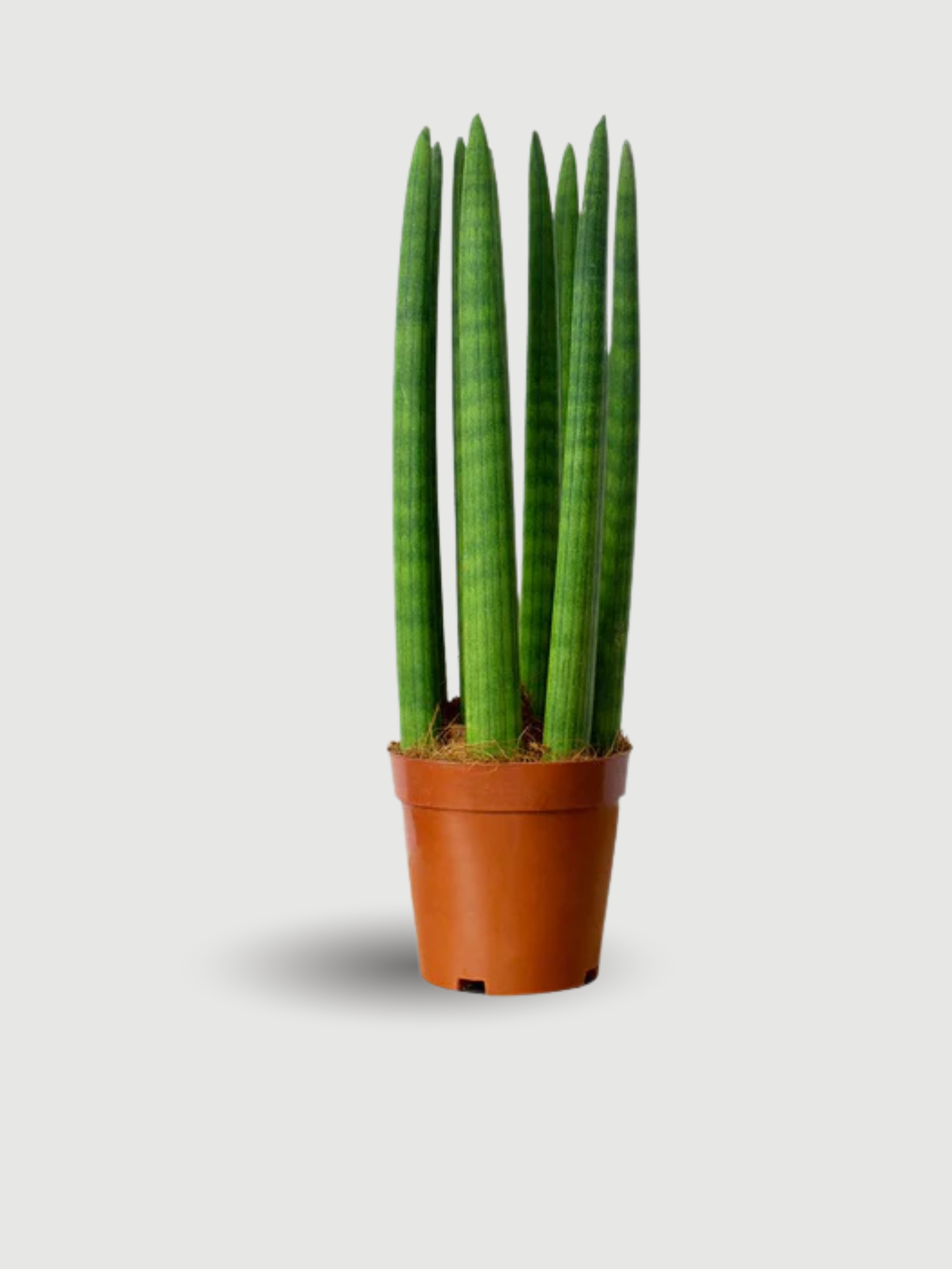 Sansevieria cylindrica 'Straight' 40cm - Cylindrical Snake Plant | Rebel Plants