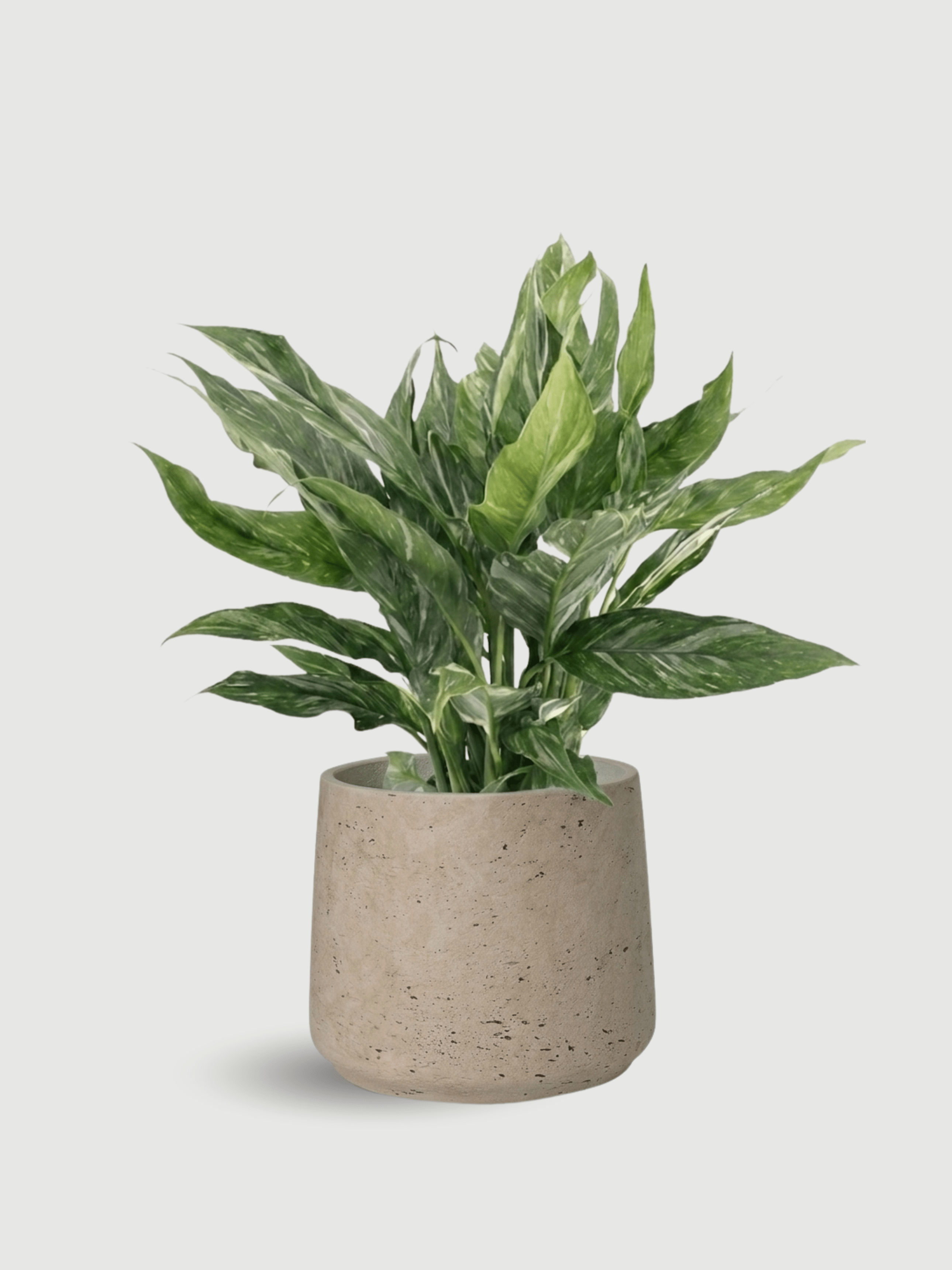 Spathiphyllum Diamond Variegata | Peace Lily in Patt Pot, Plant & Pot Bundle - Rebel Plants