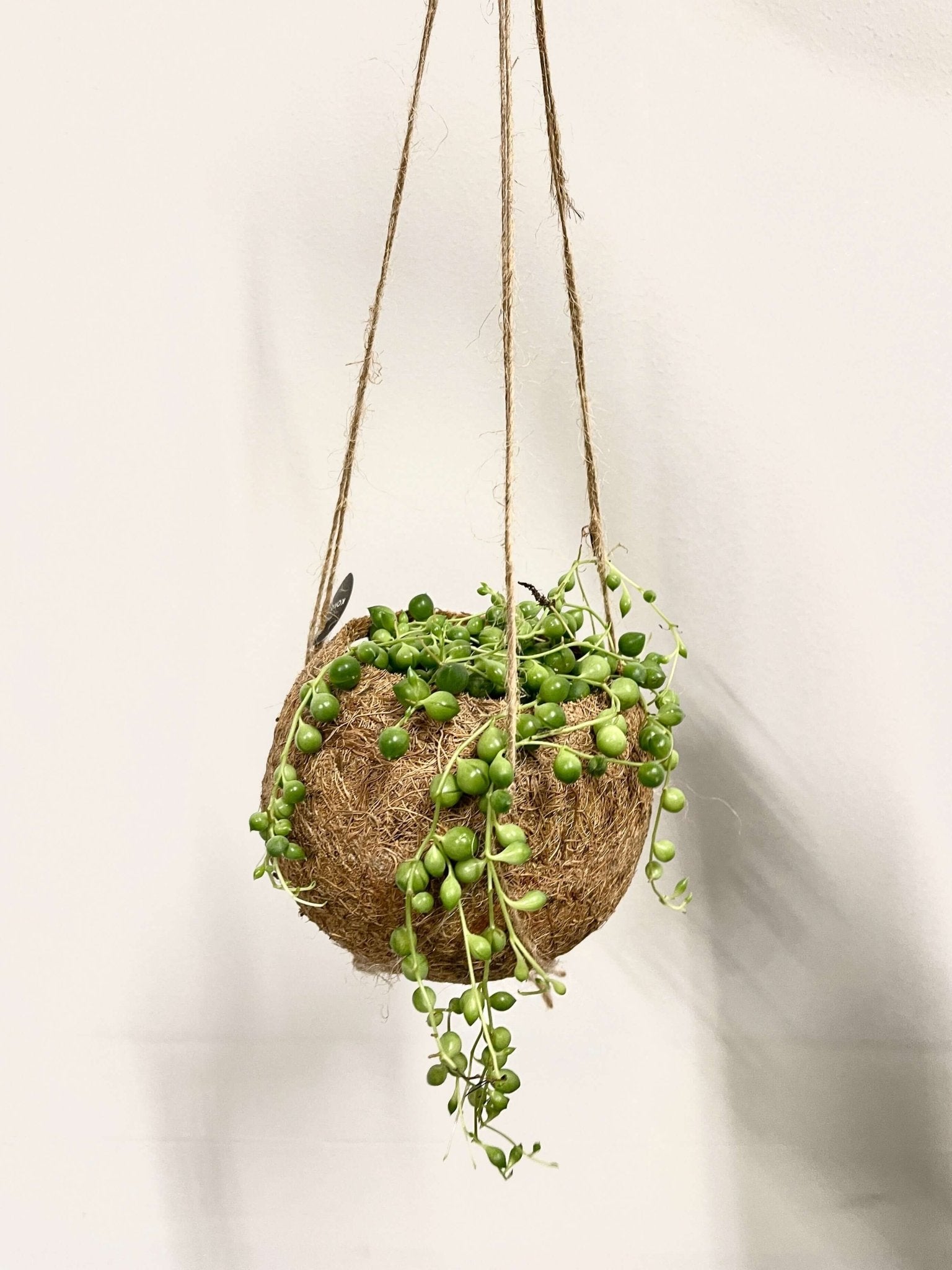 String of Pearls in Kokedama Hanging Plant Pot, Indoor Plant