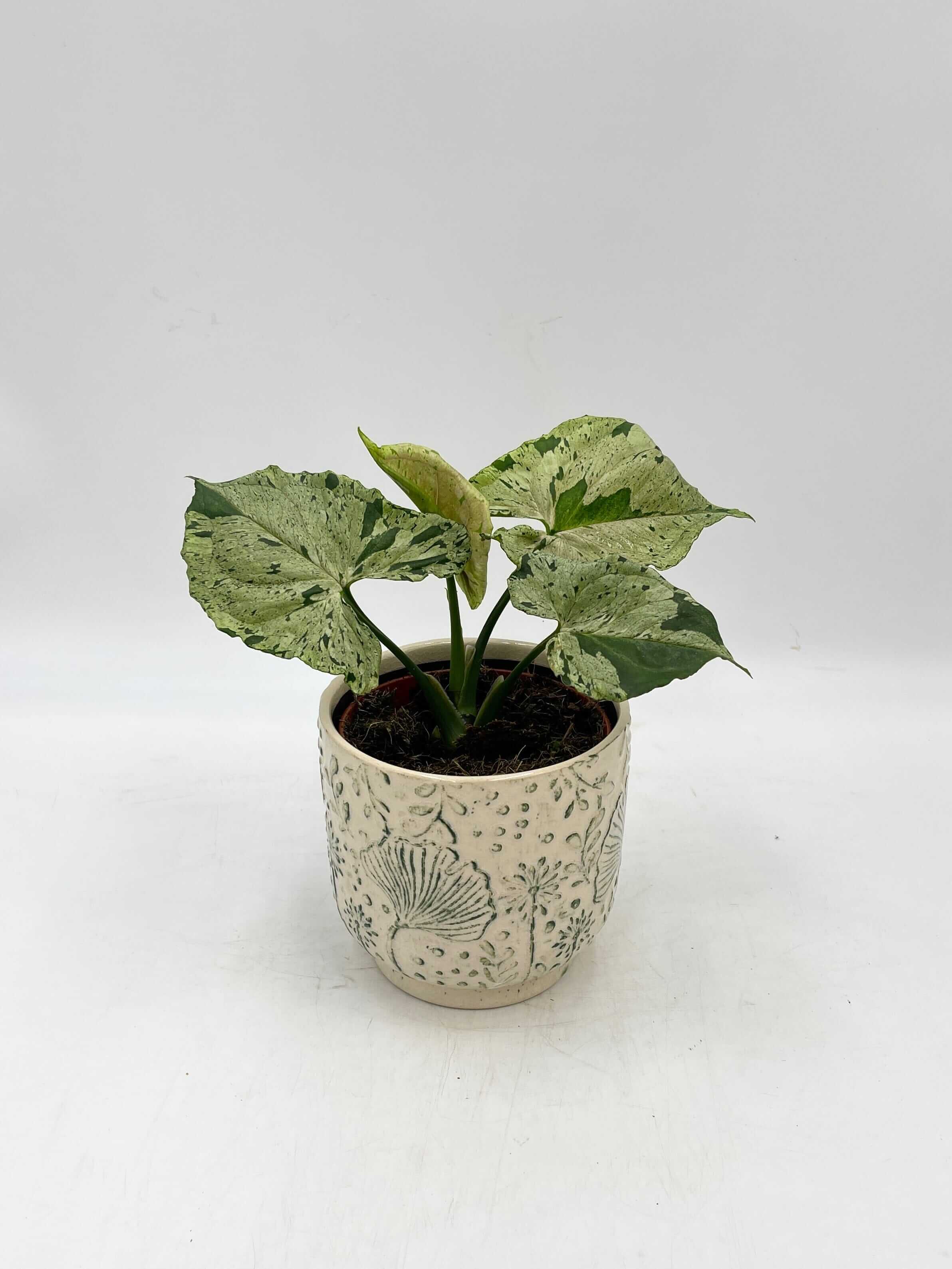 Syngonium Green Splash, Arrowhead House Plant