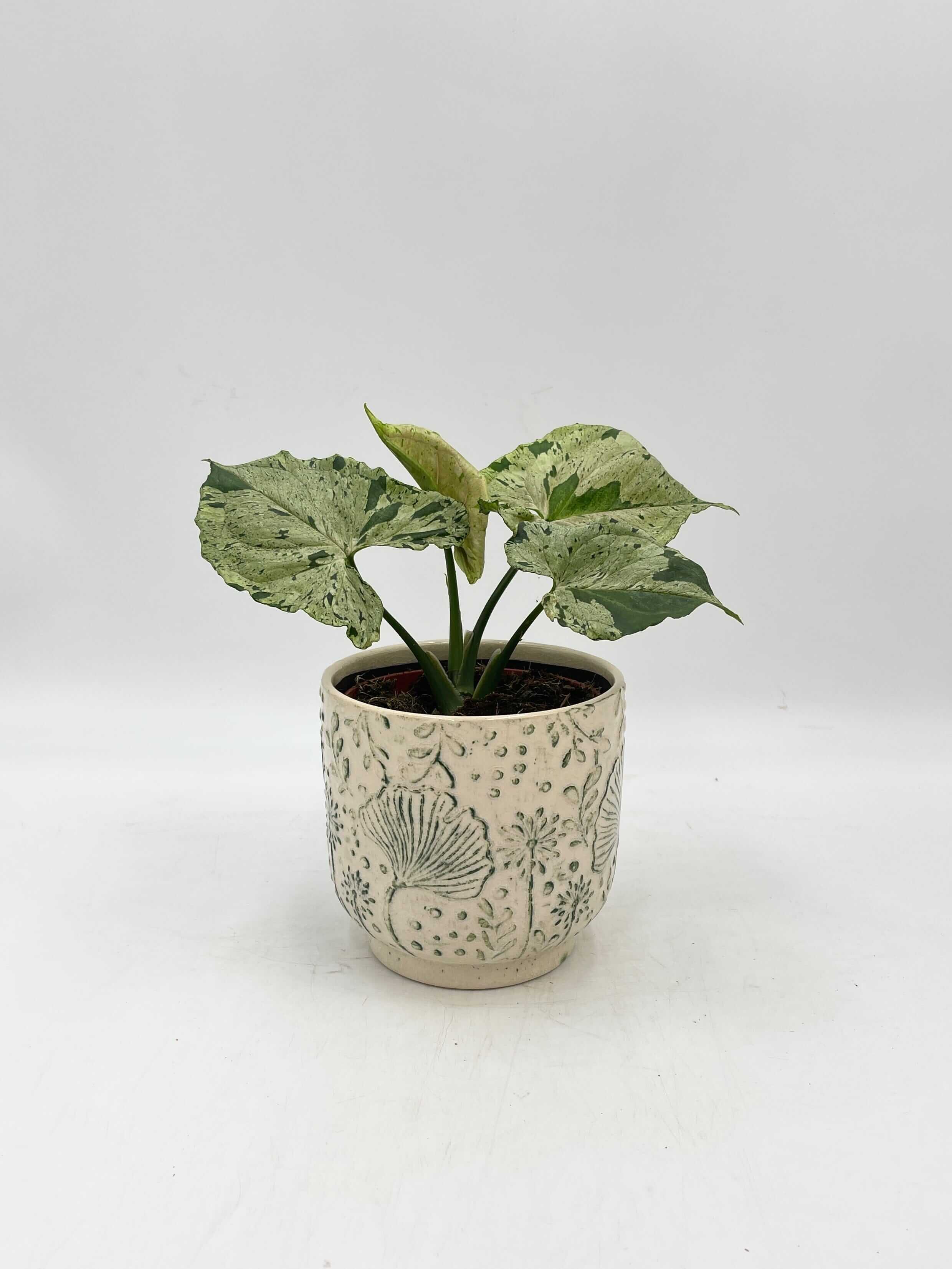 Syngonium Green Splash, Arrowhead House Plant