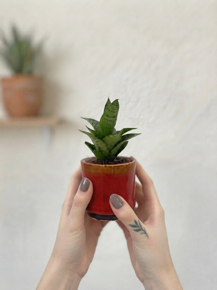 Sansevieria Tough Lady, Snake Plant, Baby Plant, Easy Care Plant, Air purifier plant