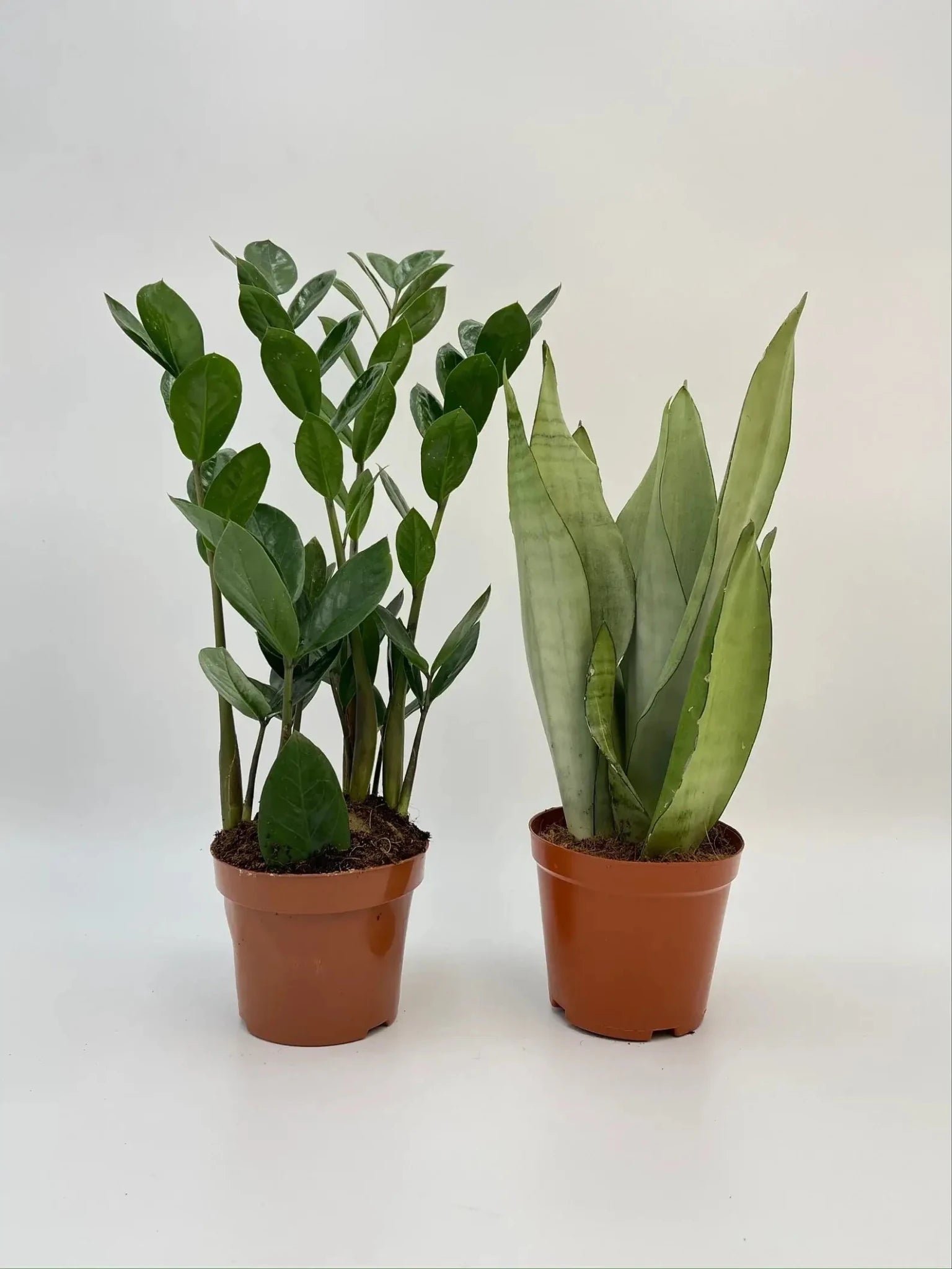 Easy Care Houseplant Bundle, Sansevieria Moonshine, Zamioculcas ZZ Plant