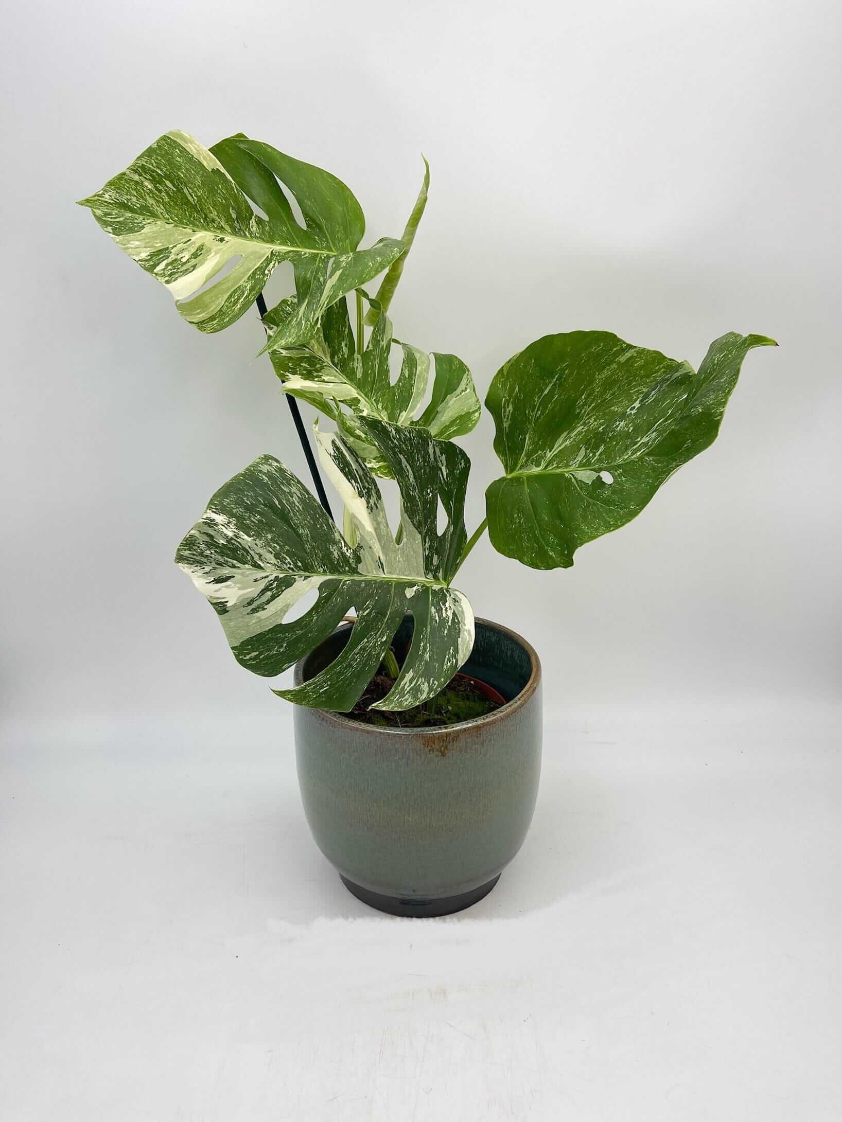 Variegated Monstera Deliciosa, Albo Variegata, Rare Indoor Plant