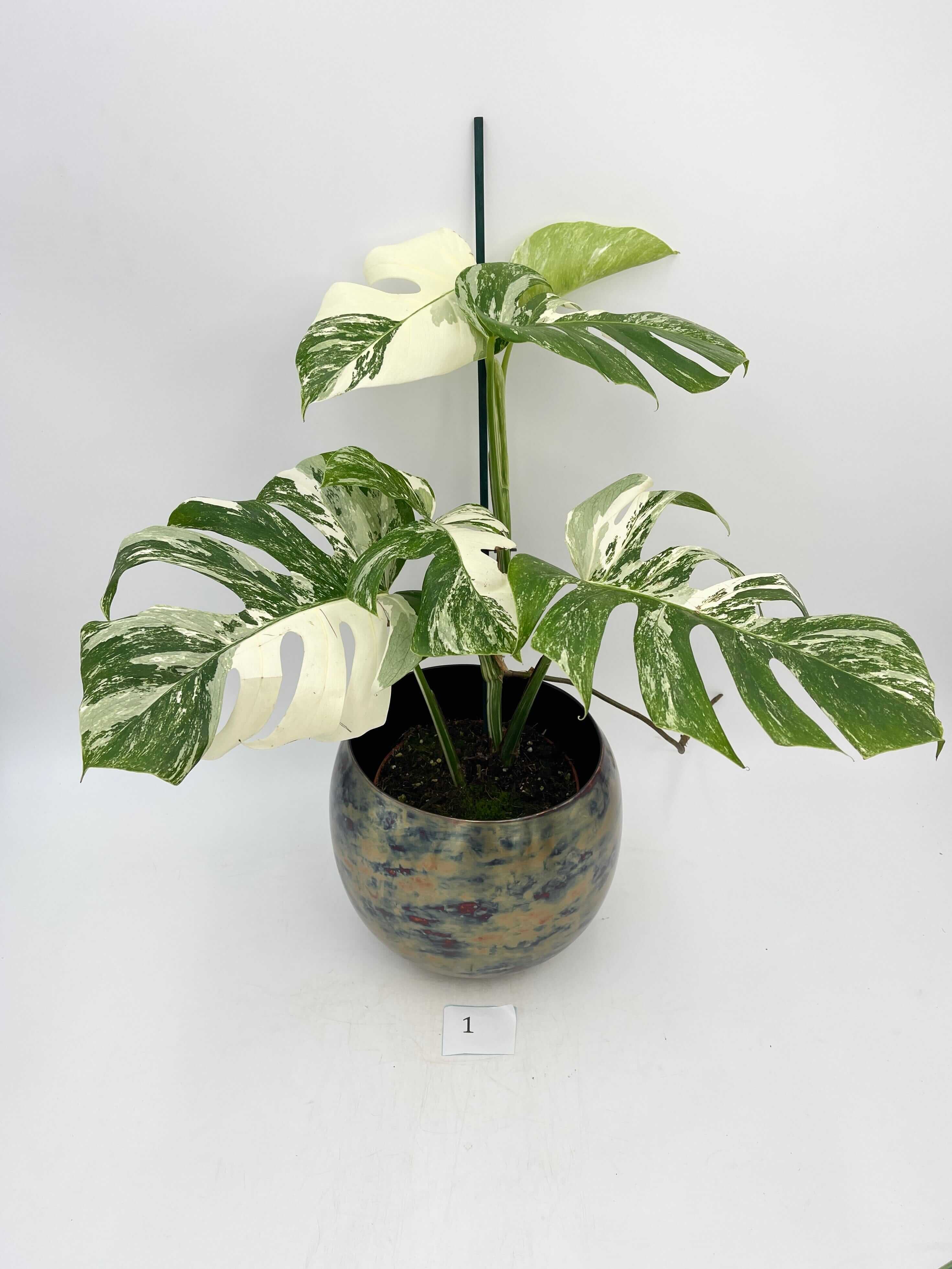 Variegated Monstera Deliciosa, Albo Variegata, Rare Indoor Plant