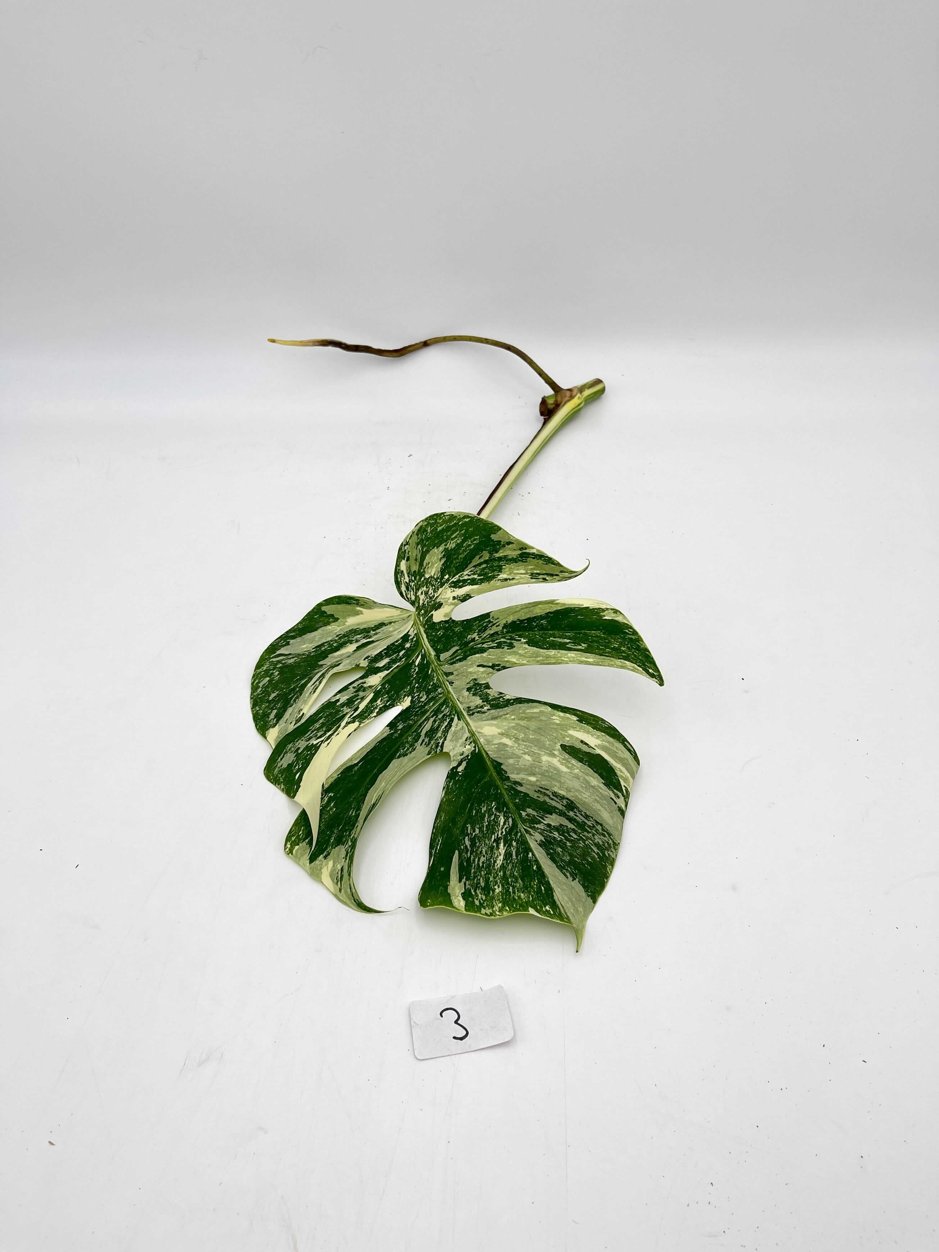 Variegated Monstera Deliciosa, Albo Variegata, Rare Indoor Plant
