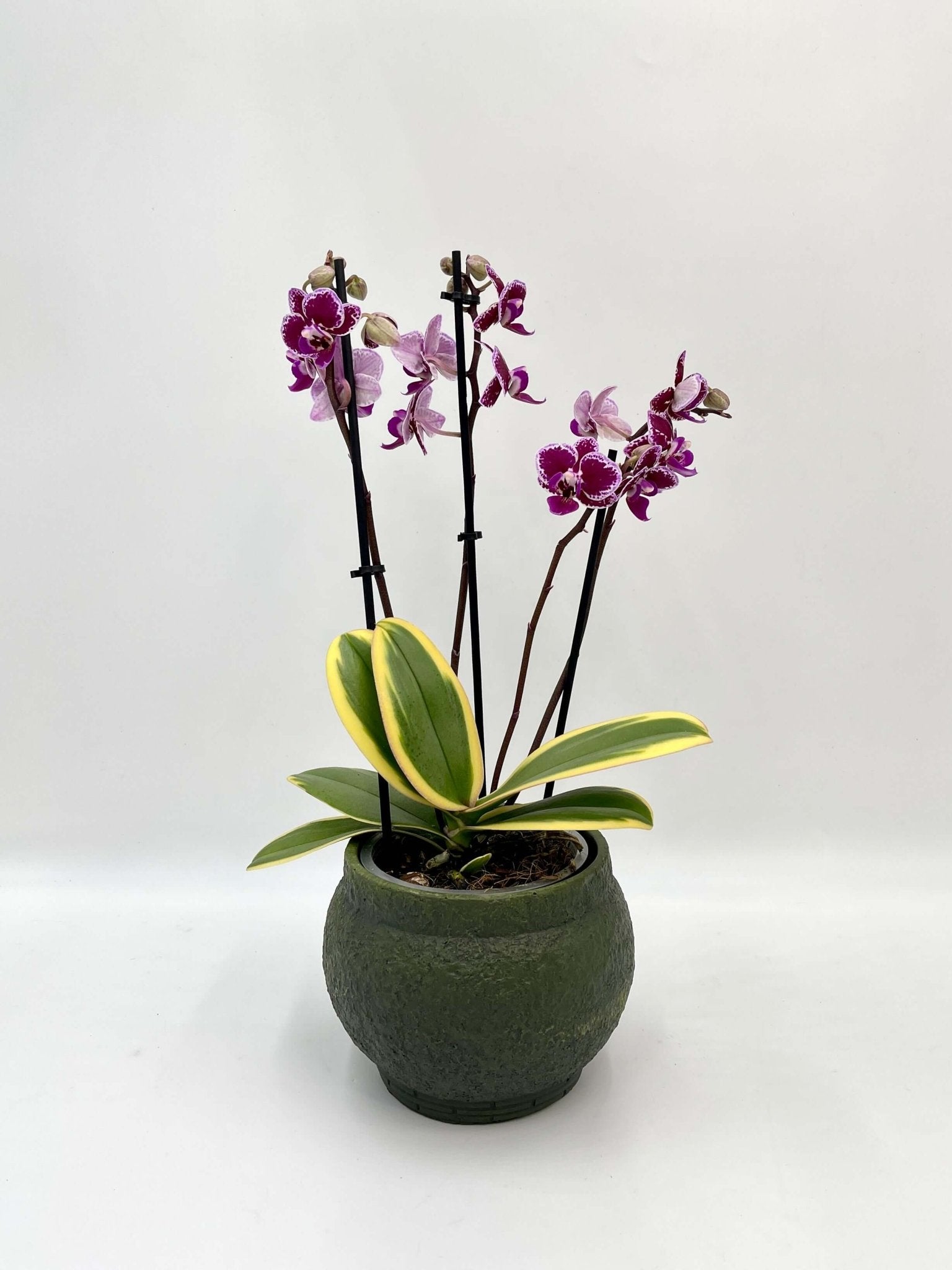 Variegated Orchid - Phalaenopsis Chia E Yenlin – Rare Plant