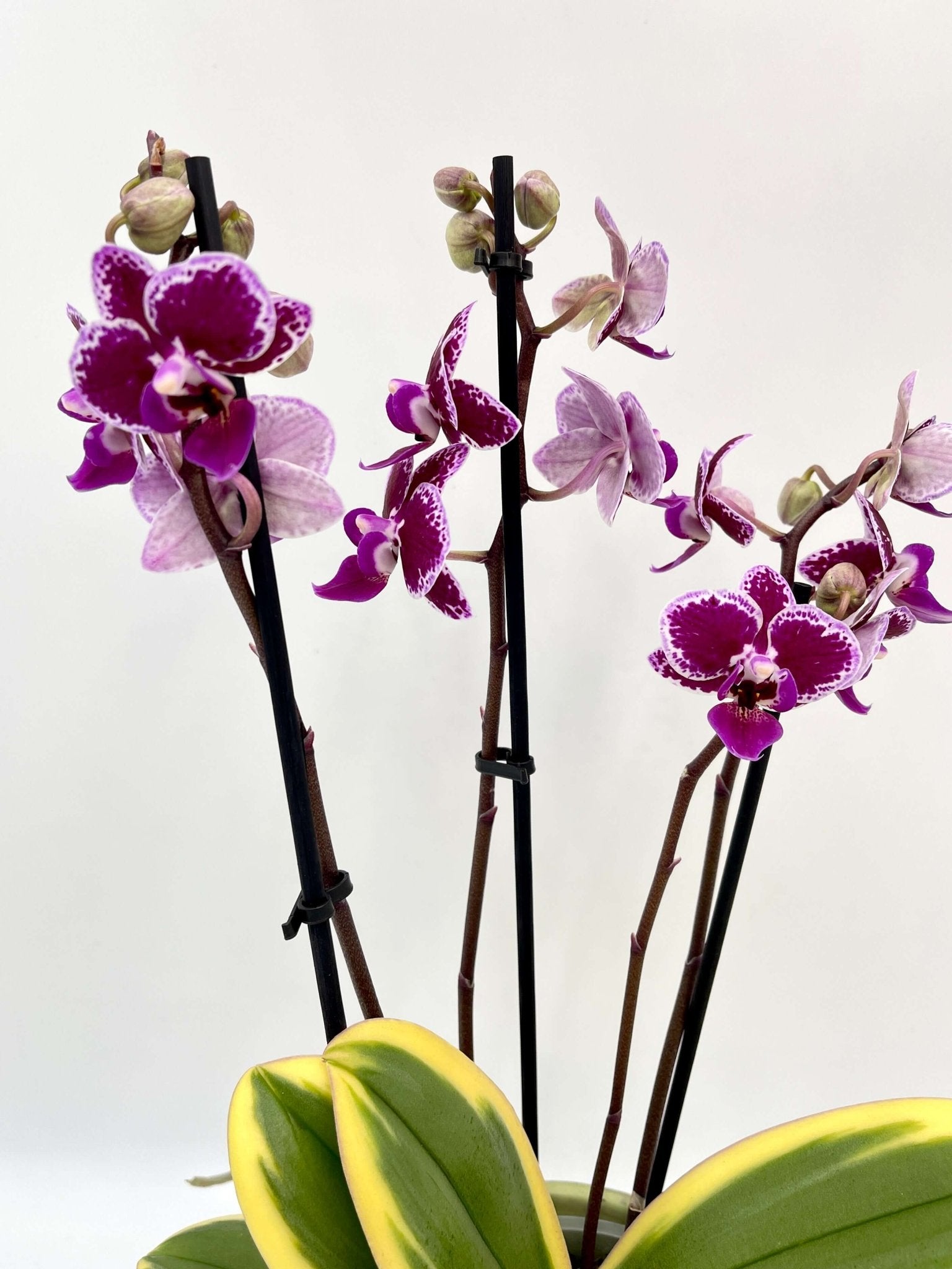 Variegated Orchid - Phalaenopsis Chia E Yenlin – Rare Plant