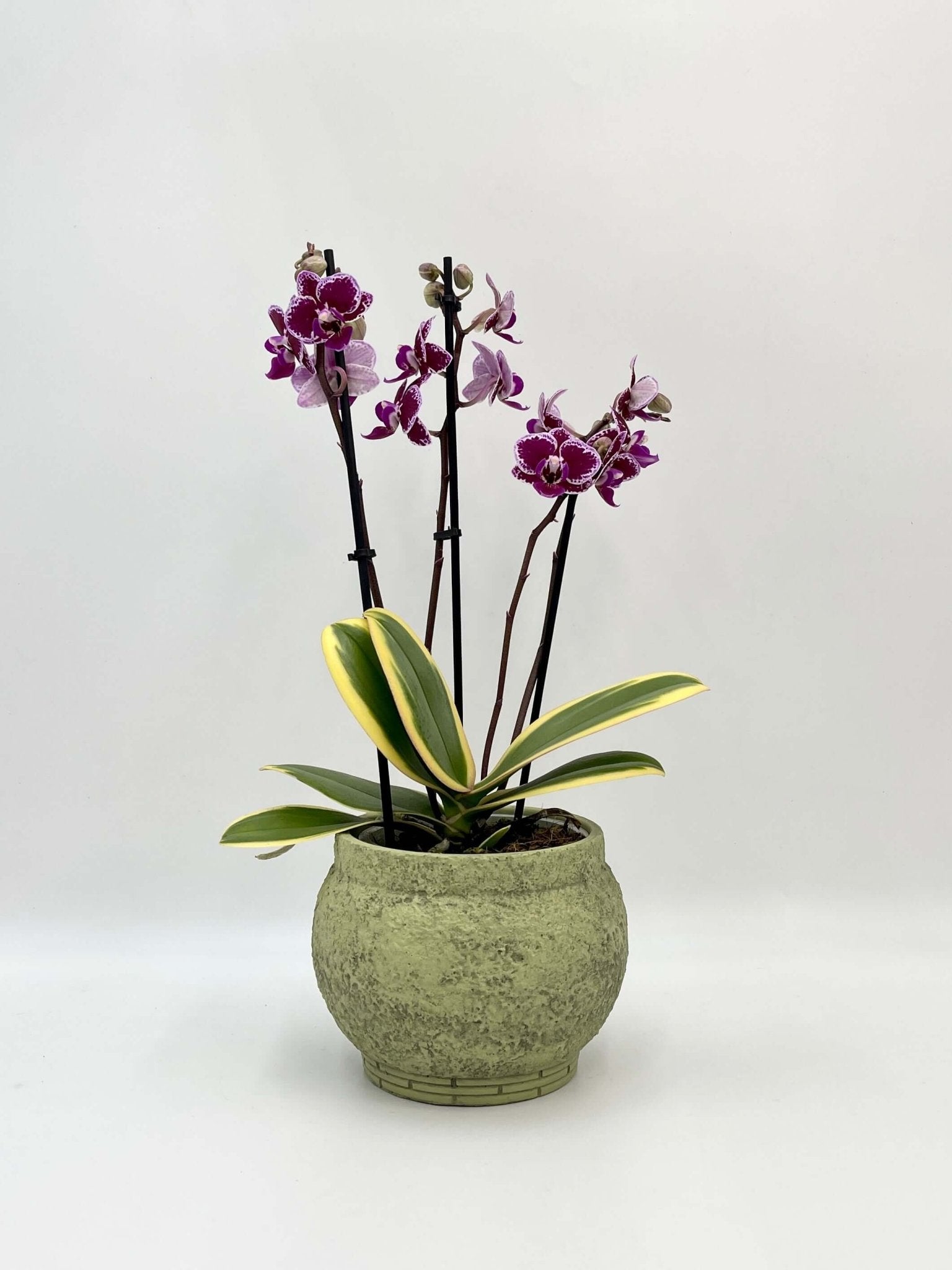 Variegated Orchid - Phalaenopsis Chia E Yenlin – Rare Plant
