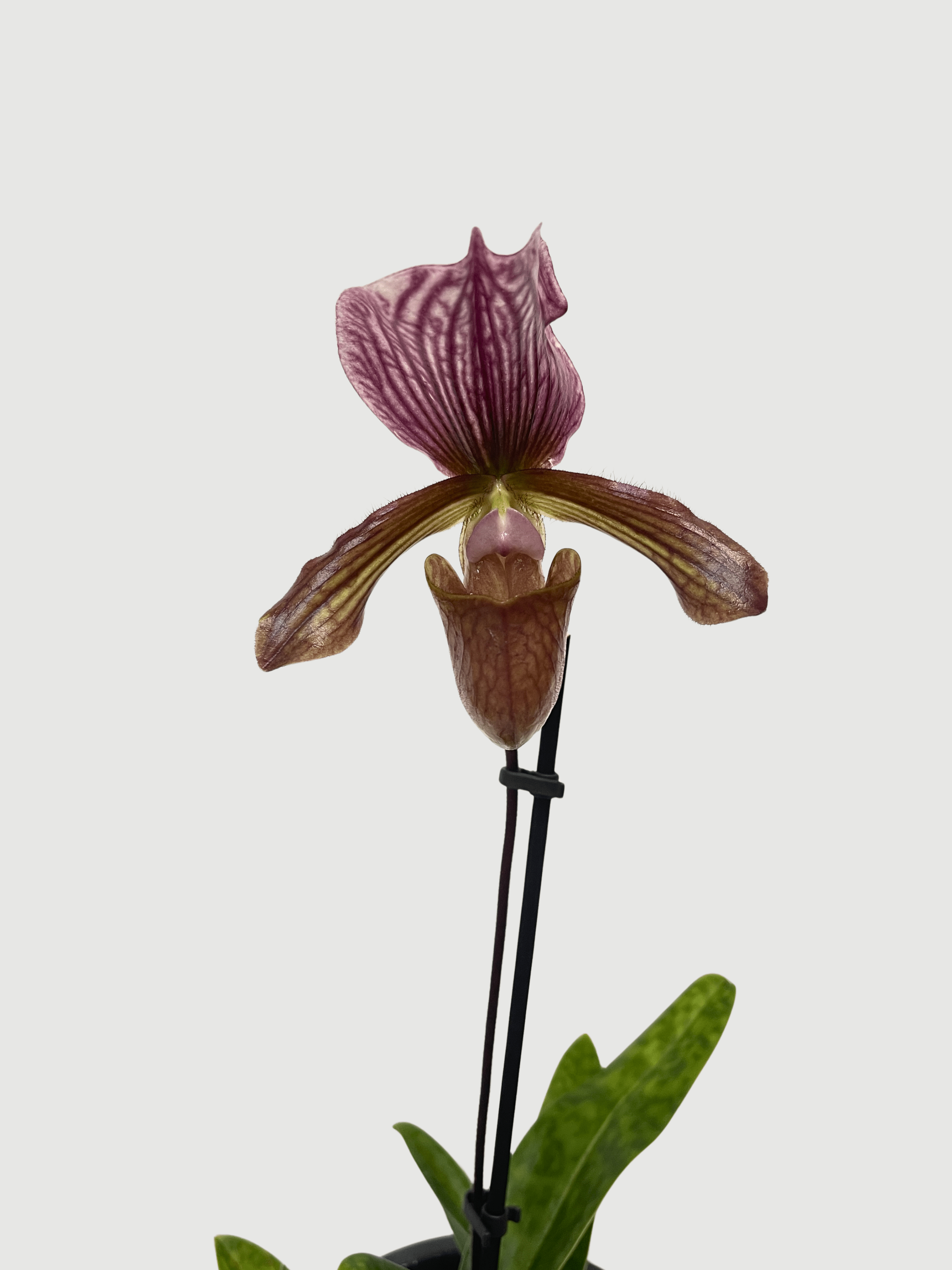Venus Slipper Orchid – Paphiopedilum Hybrids | Rare