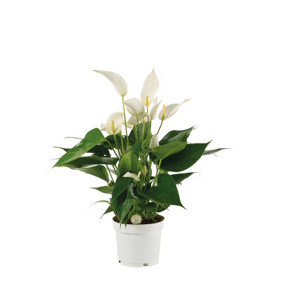 White Anthurium Mille Fleurs Cava – Elegance in Bloom, Perfect Gift for Plant Lovers