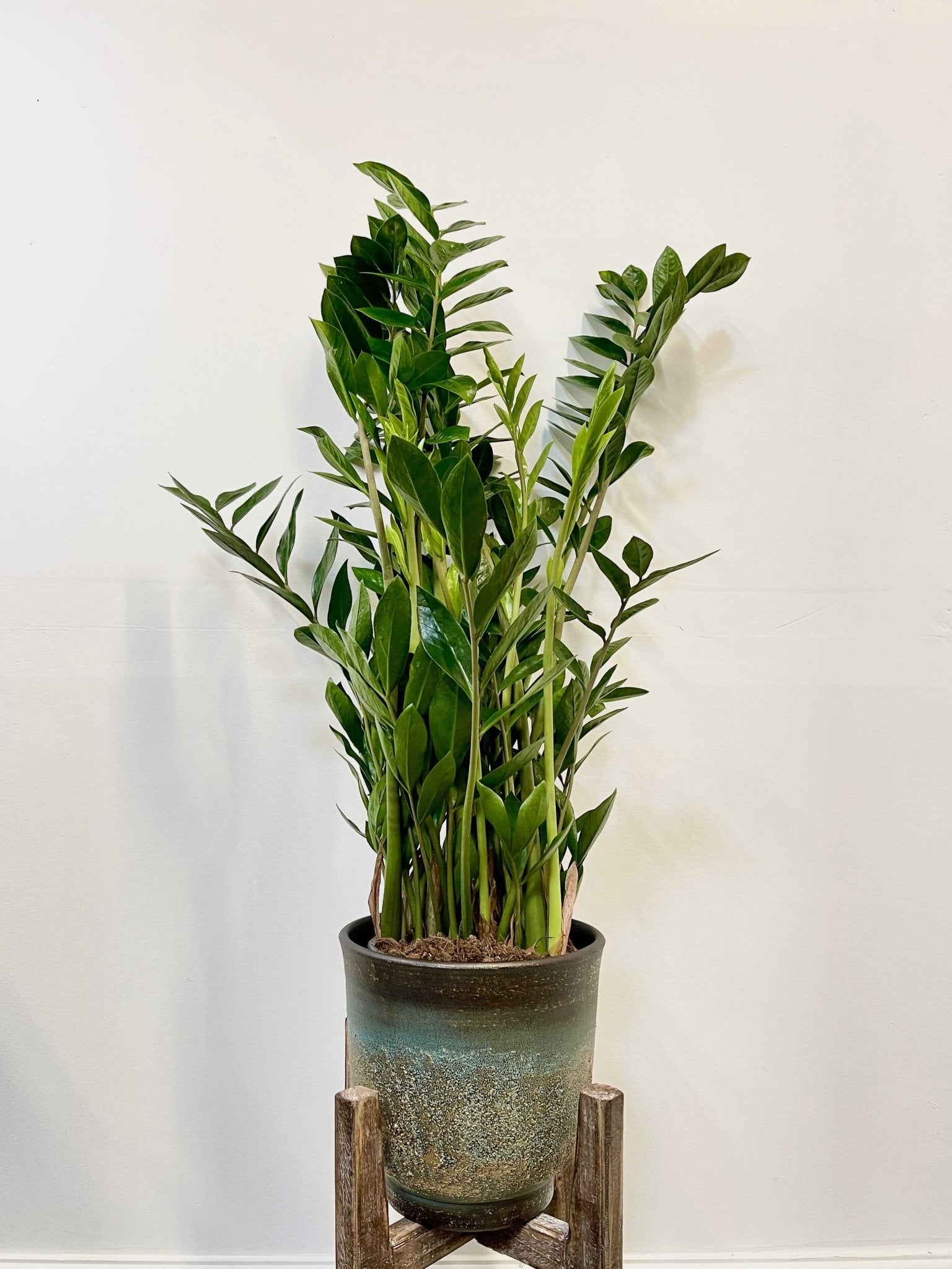 Zamioculcas Zamiifolia, ZZ Plant, Easy Care, Houseplant in Multiple Sizes