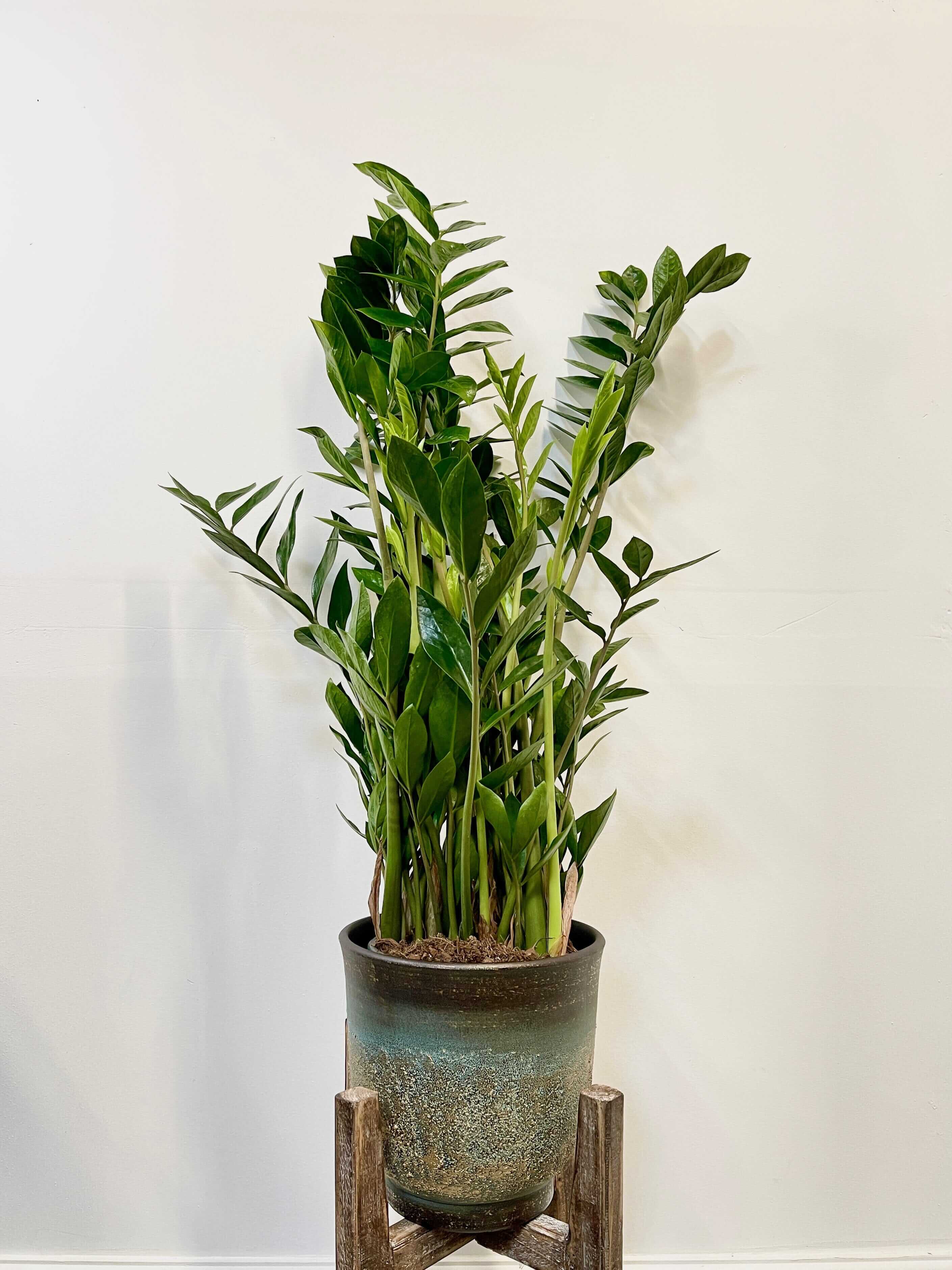 Zamioculcas Zamiifolia, ZZ Plant, Easy Care, Houseplant in Multiple Sizes