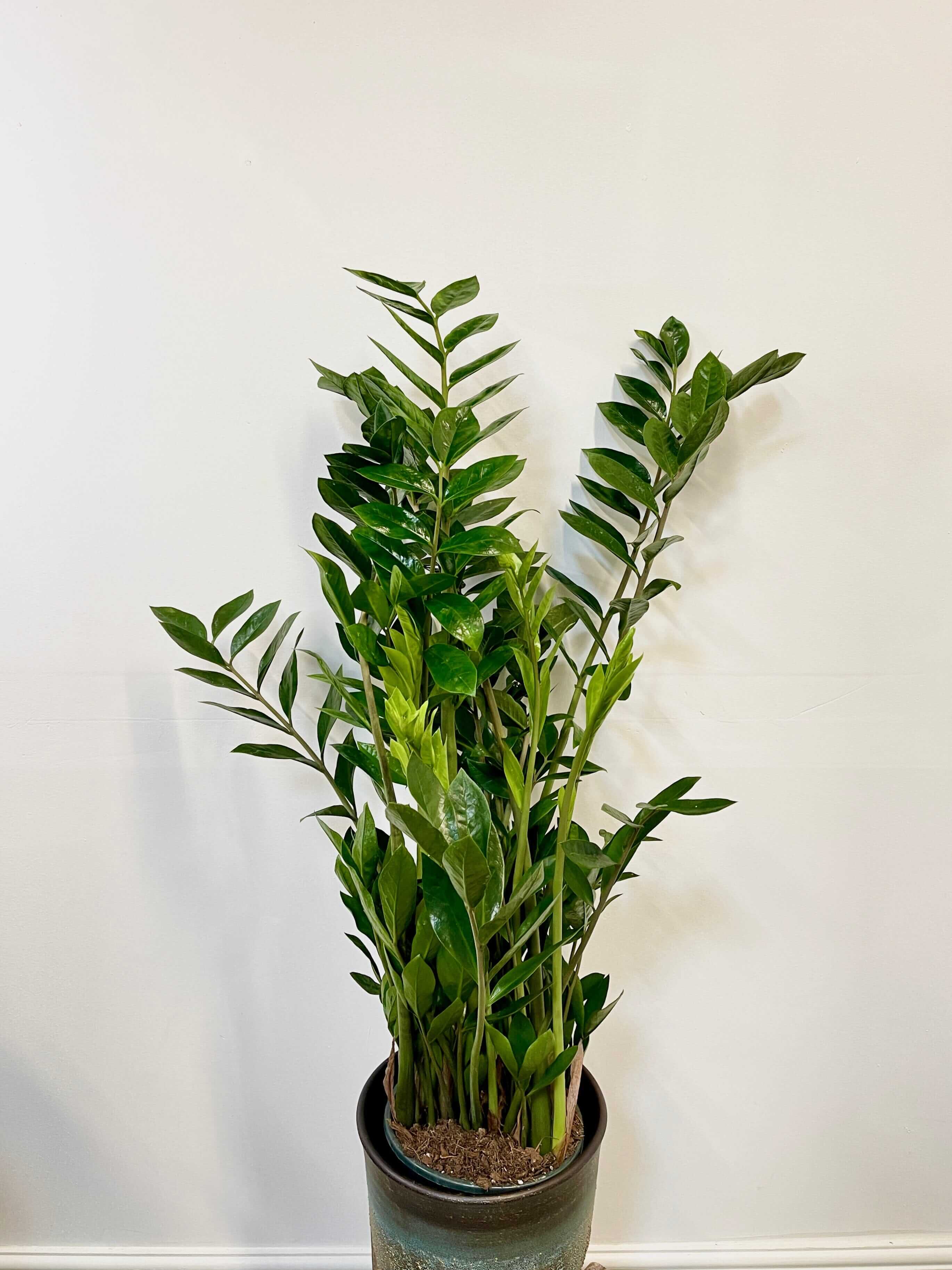 Zamioculcas Zamiifolia, ZZ Plant, Easy Care, Houseplant in Multiple Sizes