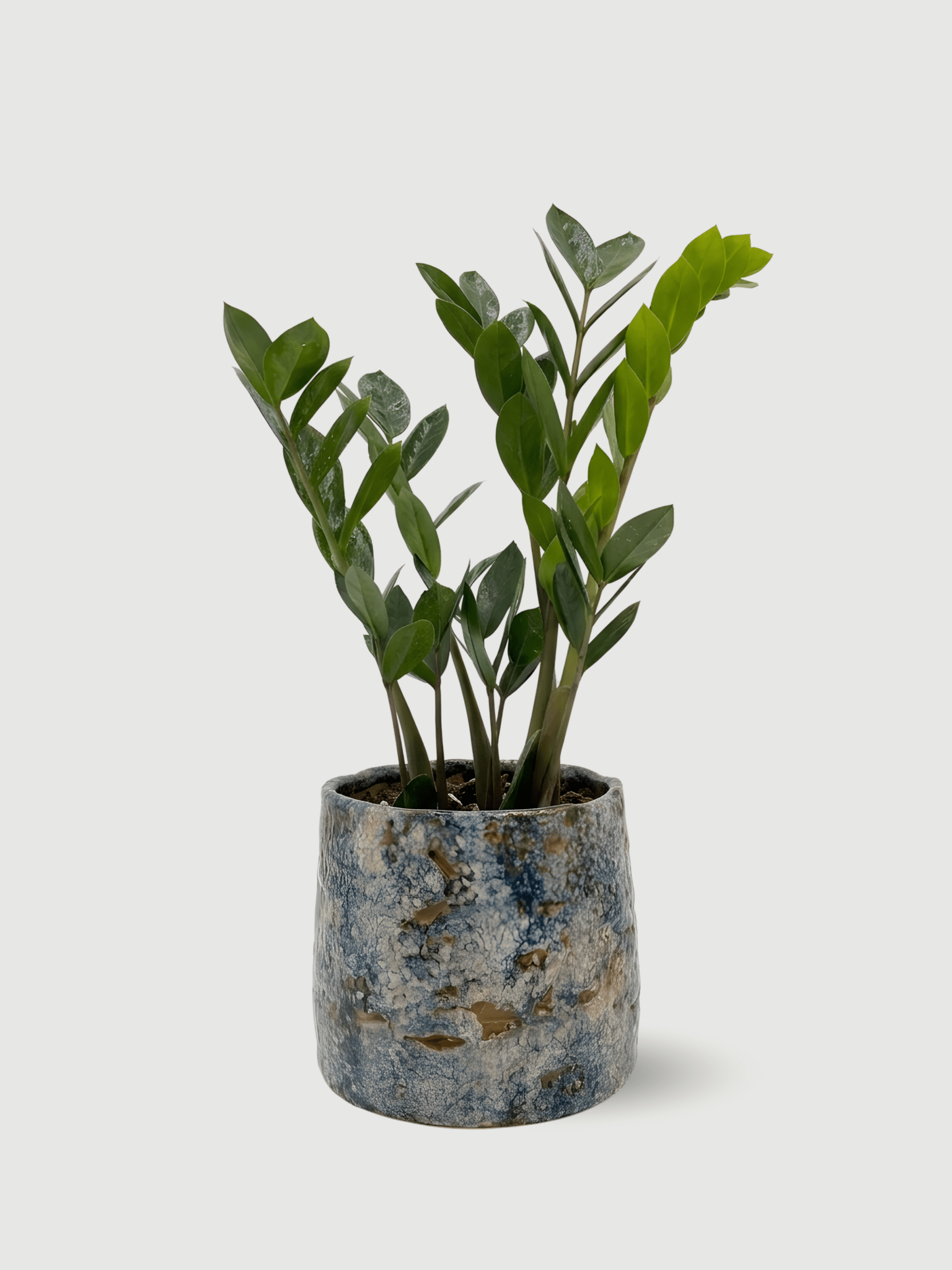 ZZ Plant in Handmade Masha Ceramic Pot, Plant & Pot Bundle - Rebel Plants