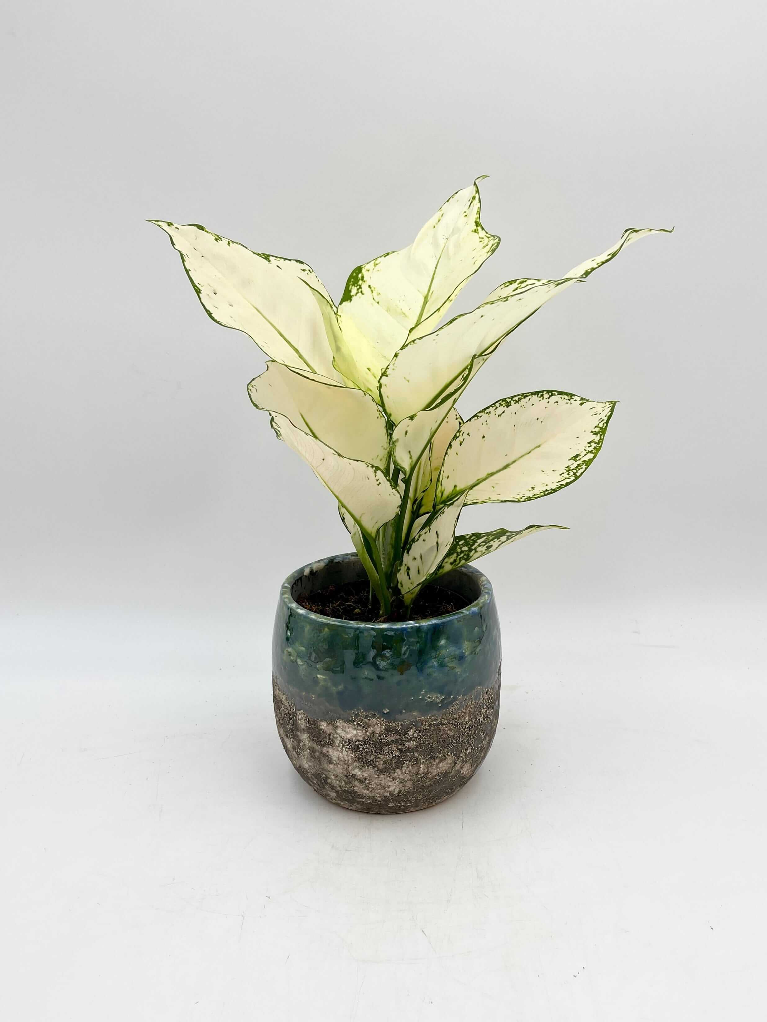 Aglaonema White Joy