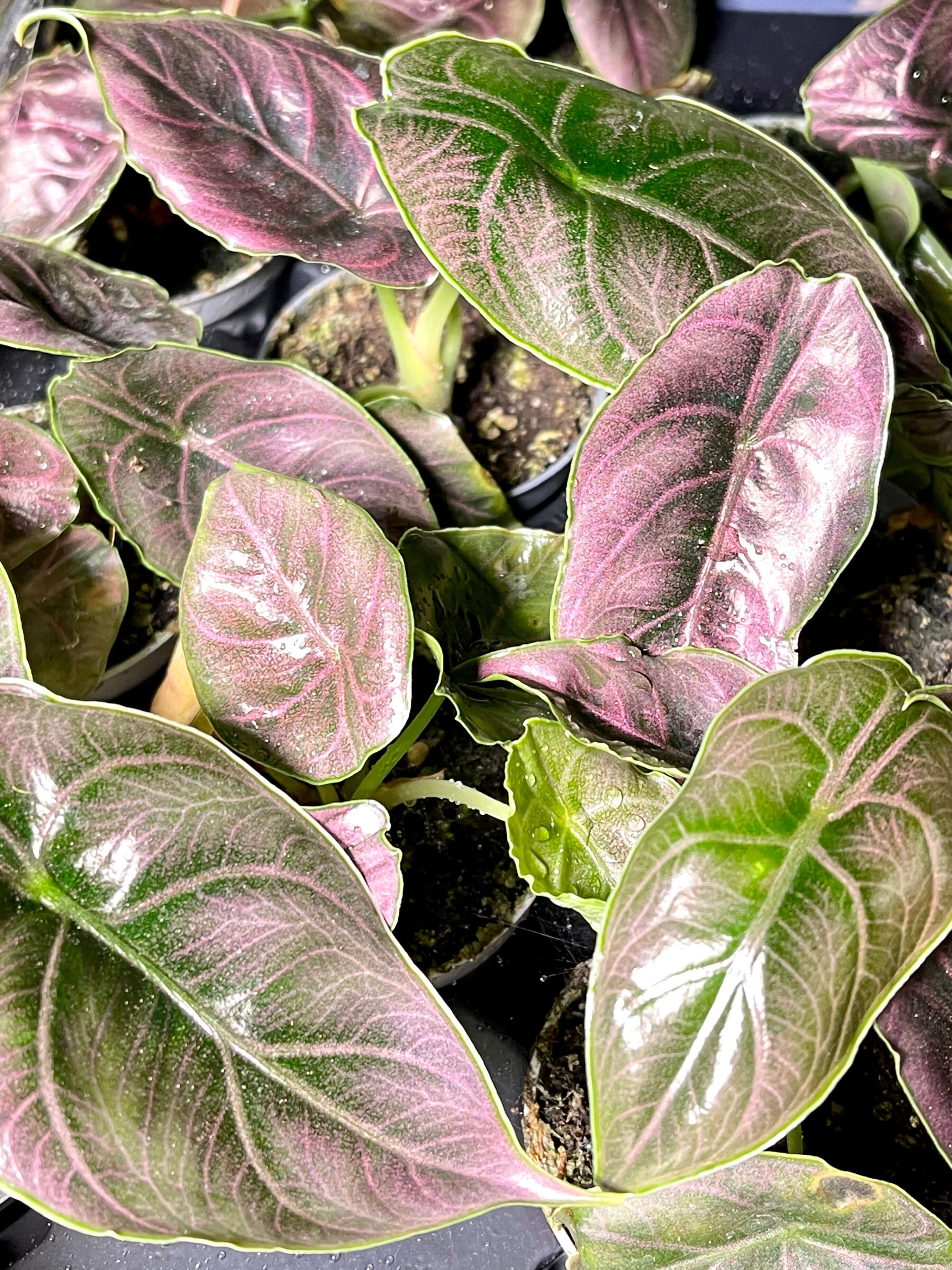 Alocasia Azlanii, Jewel Alocasia, Baby Plant