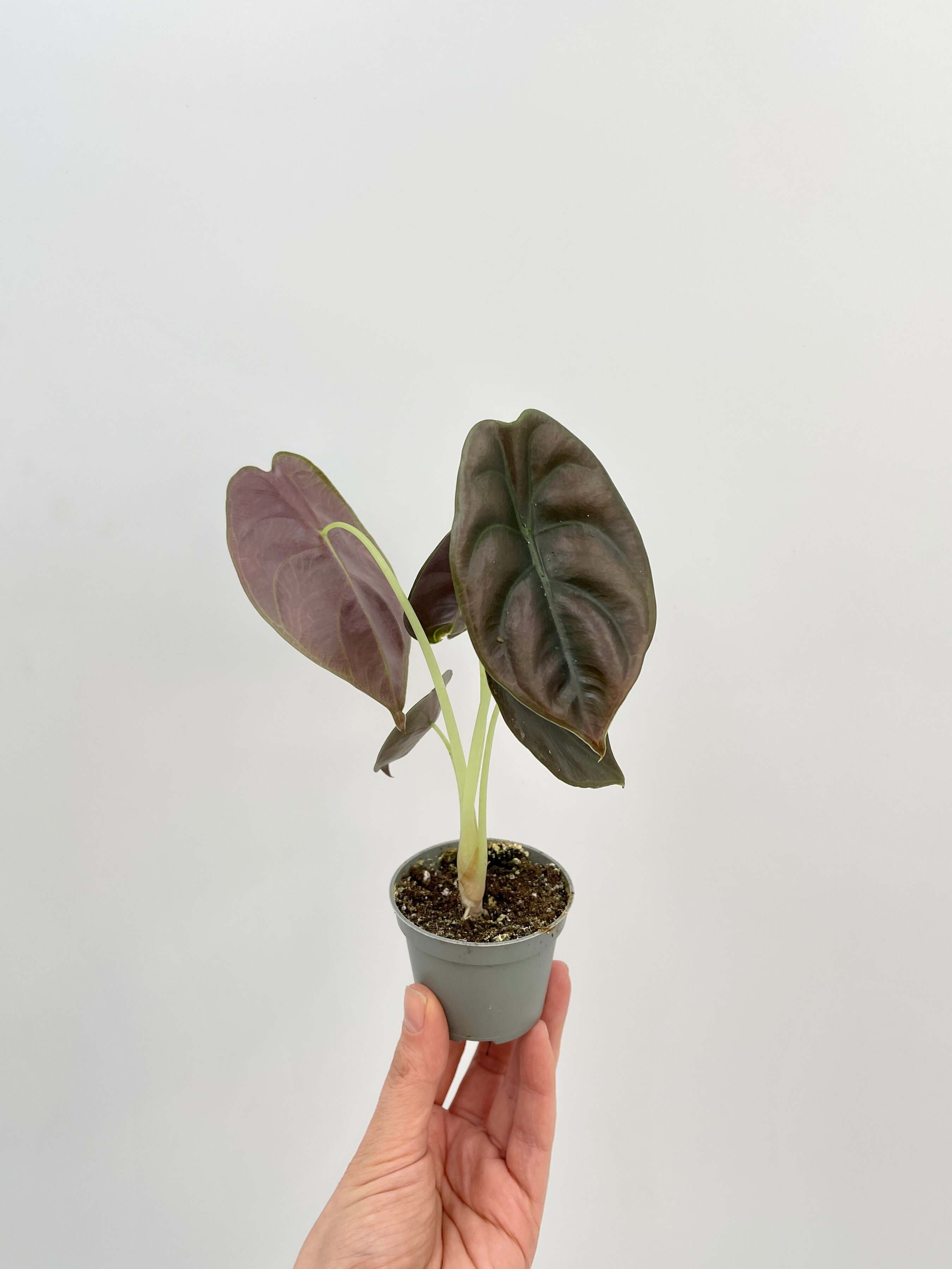 Alocasia Cuprea, Alocasia Red Secret