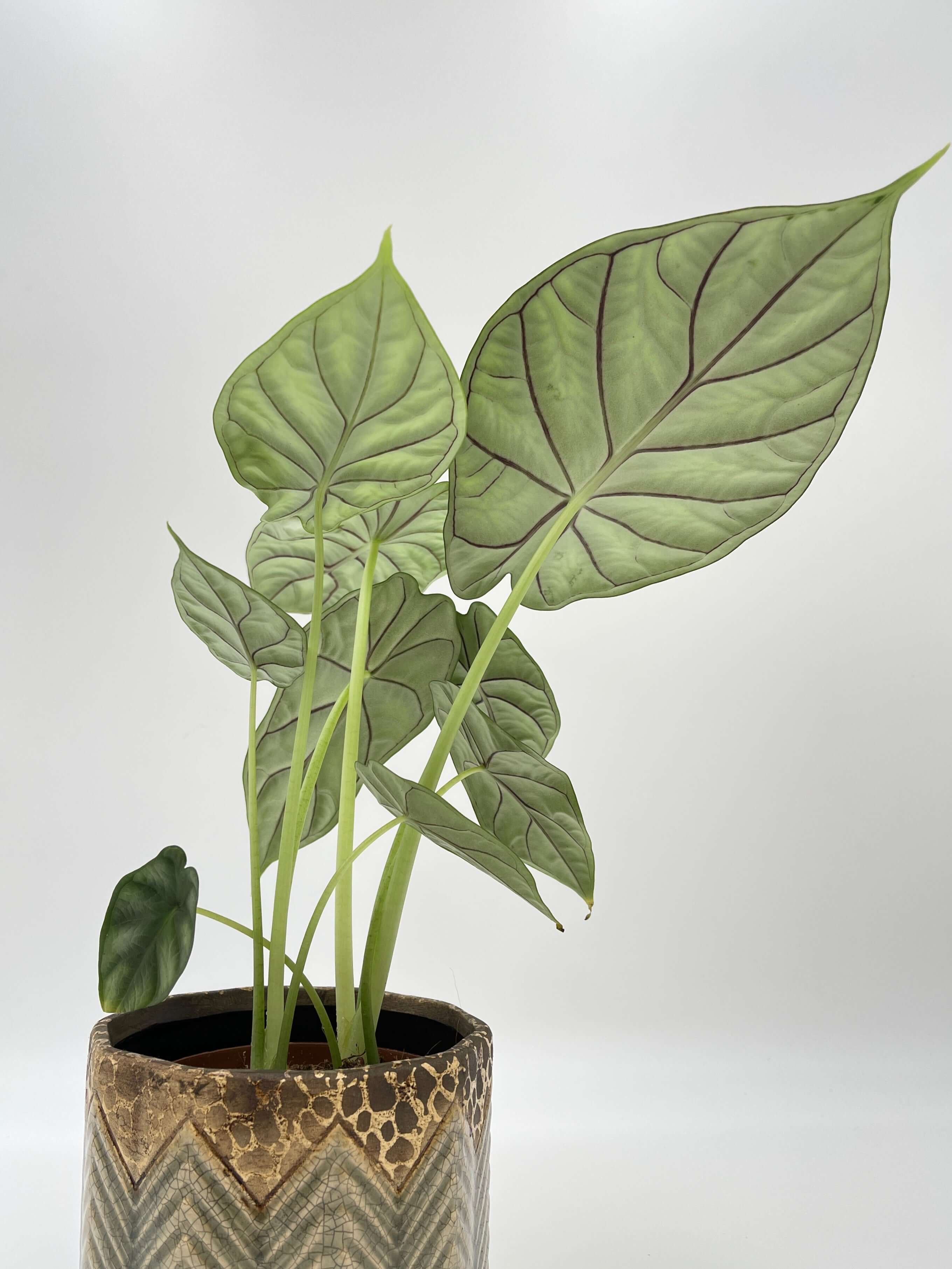 Alocasia Dragon Scale, Alocasia Baginda