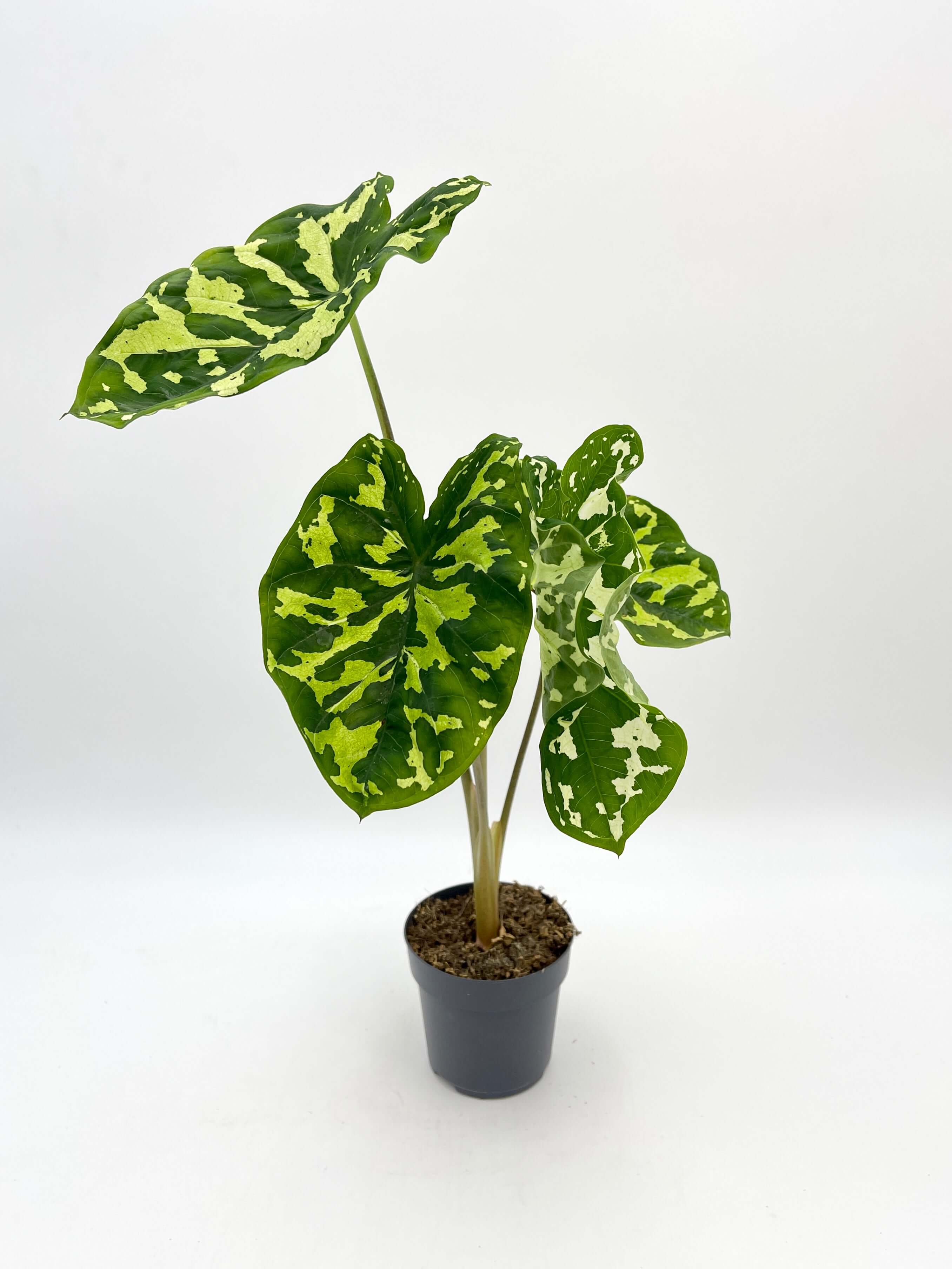 Alocasia Hilo beauty, Caladium Praetermissum