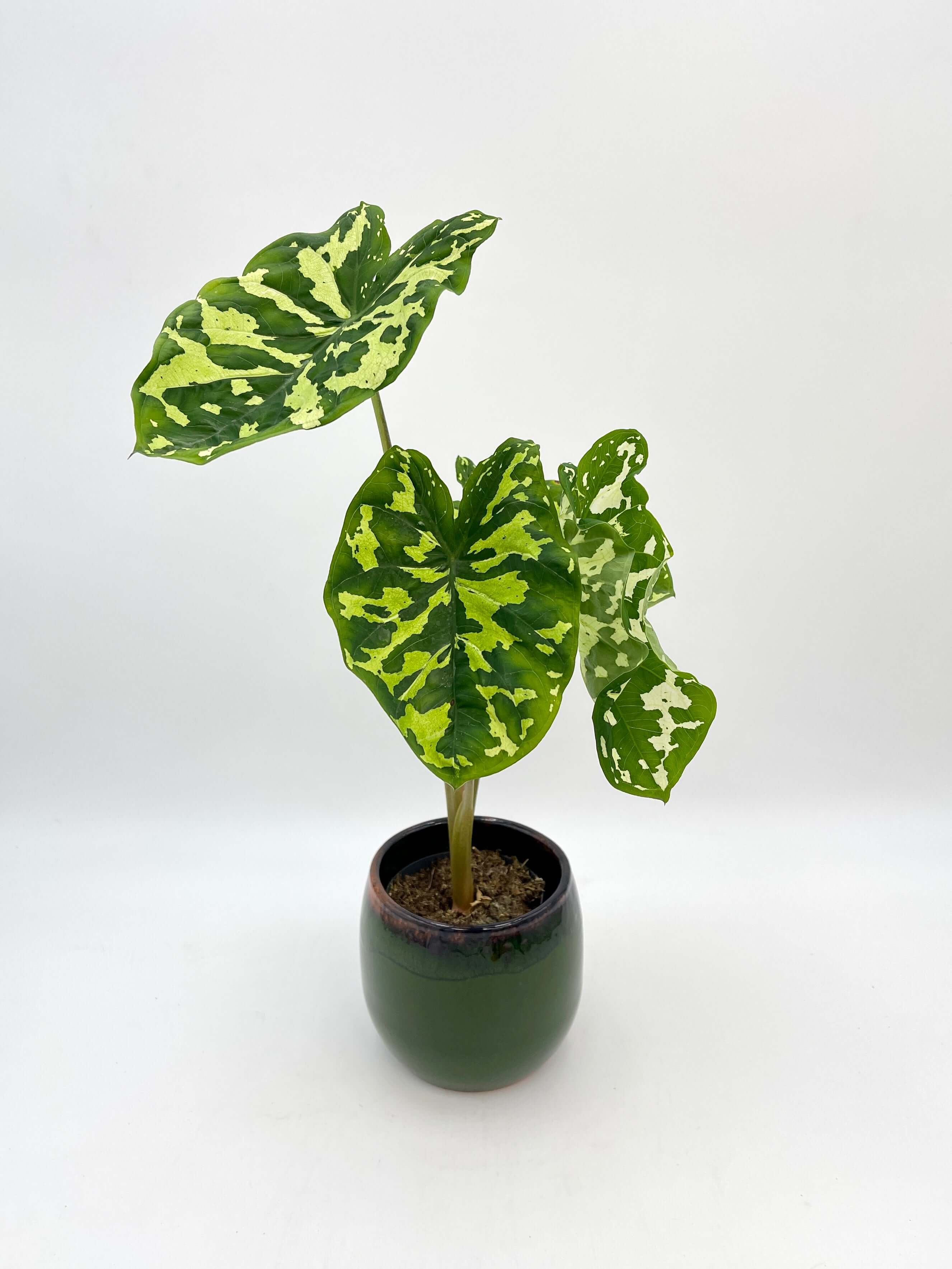 Alocasia Hilo beauty, Caladium Praetermissum