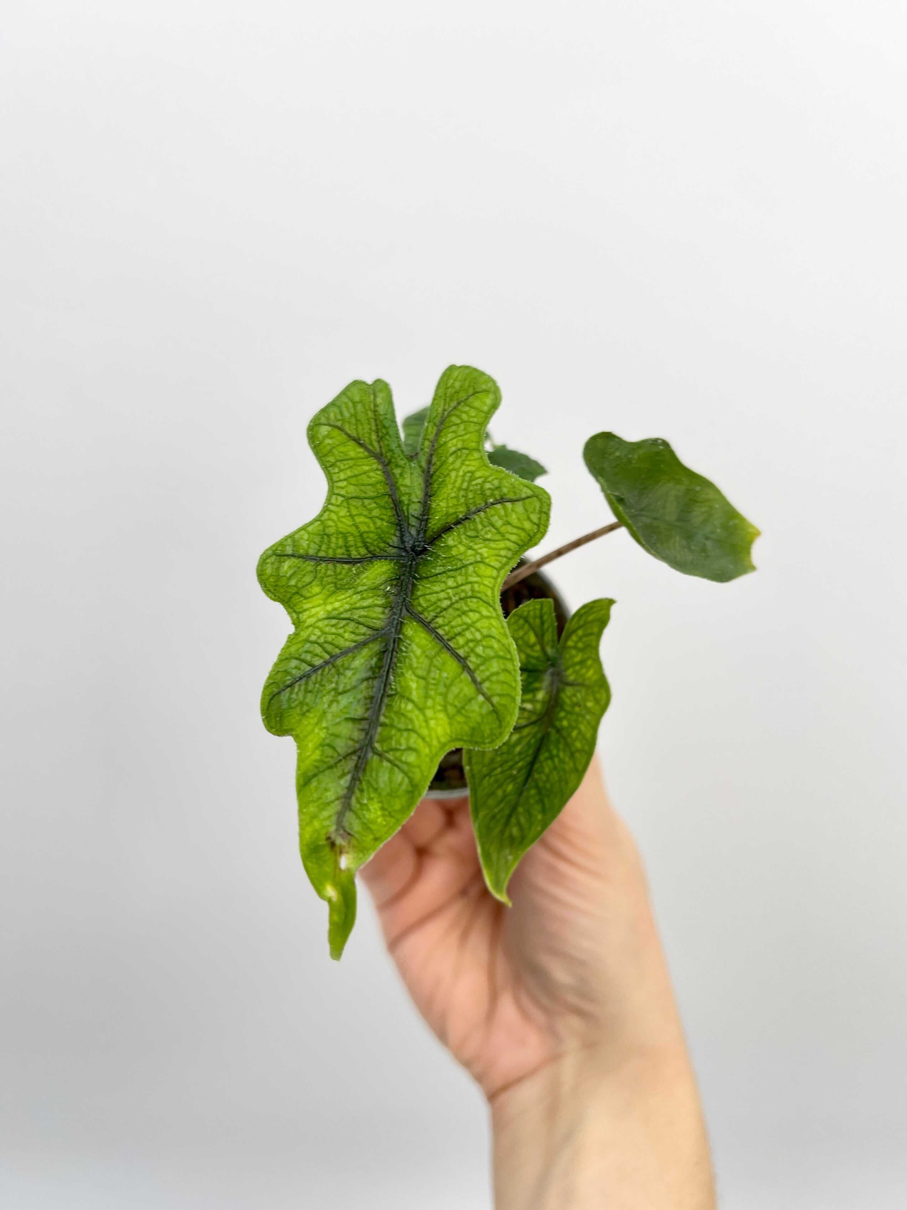 Alocasia Jacklyn, Rare Houseplant, Large Leaf