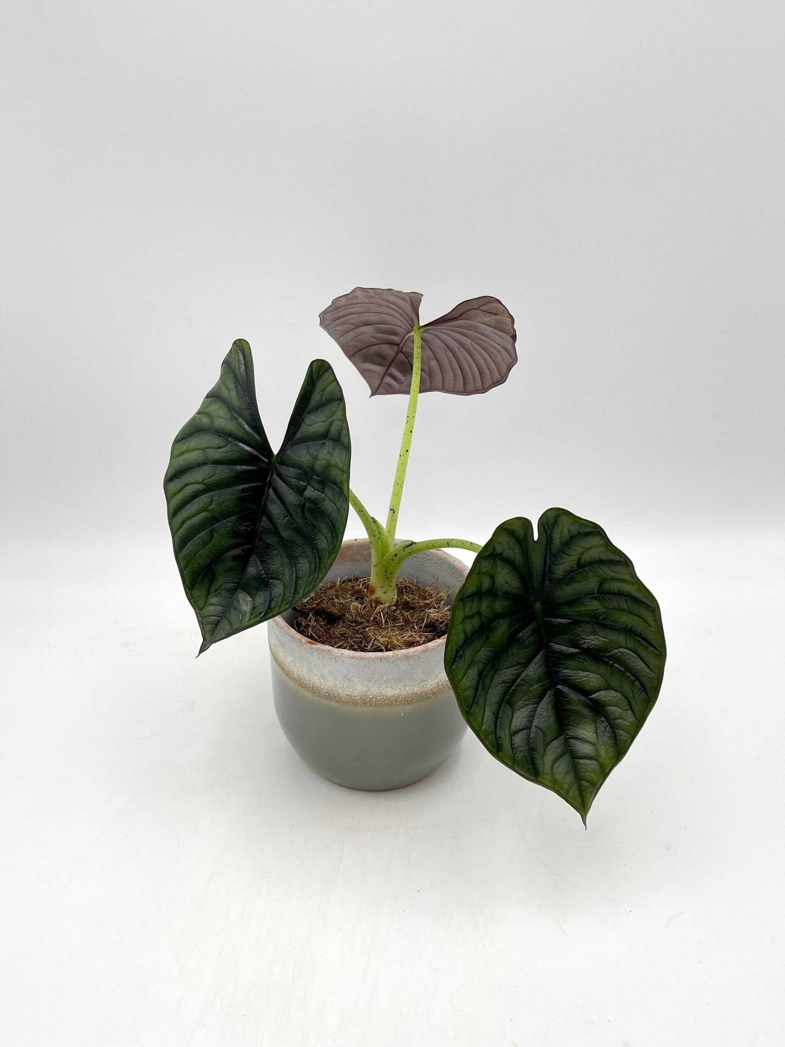 Alocasia Nebula Silver