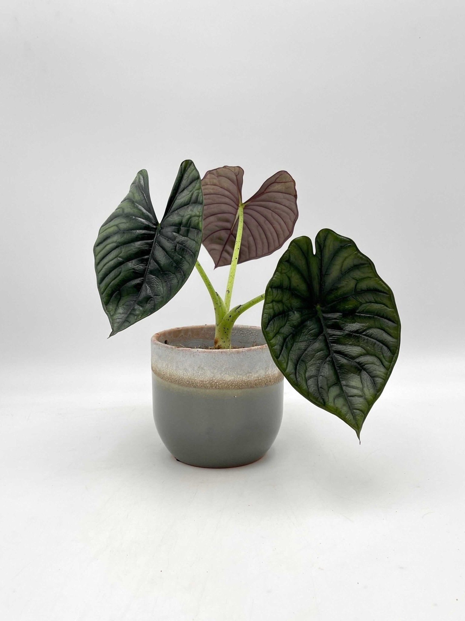 Alocasia Nebula Silver