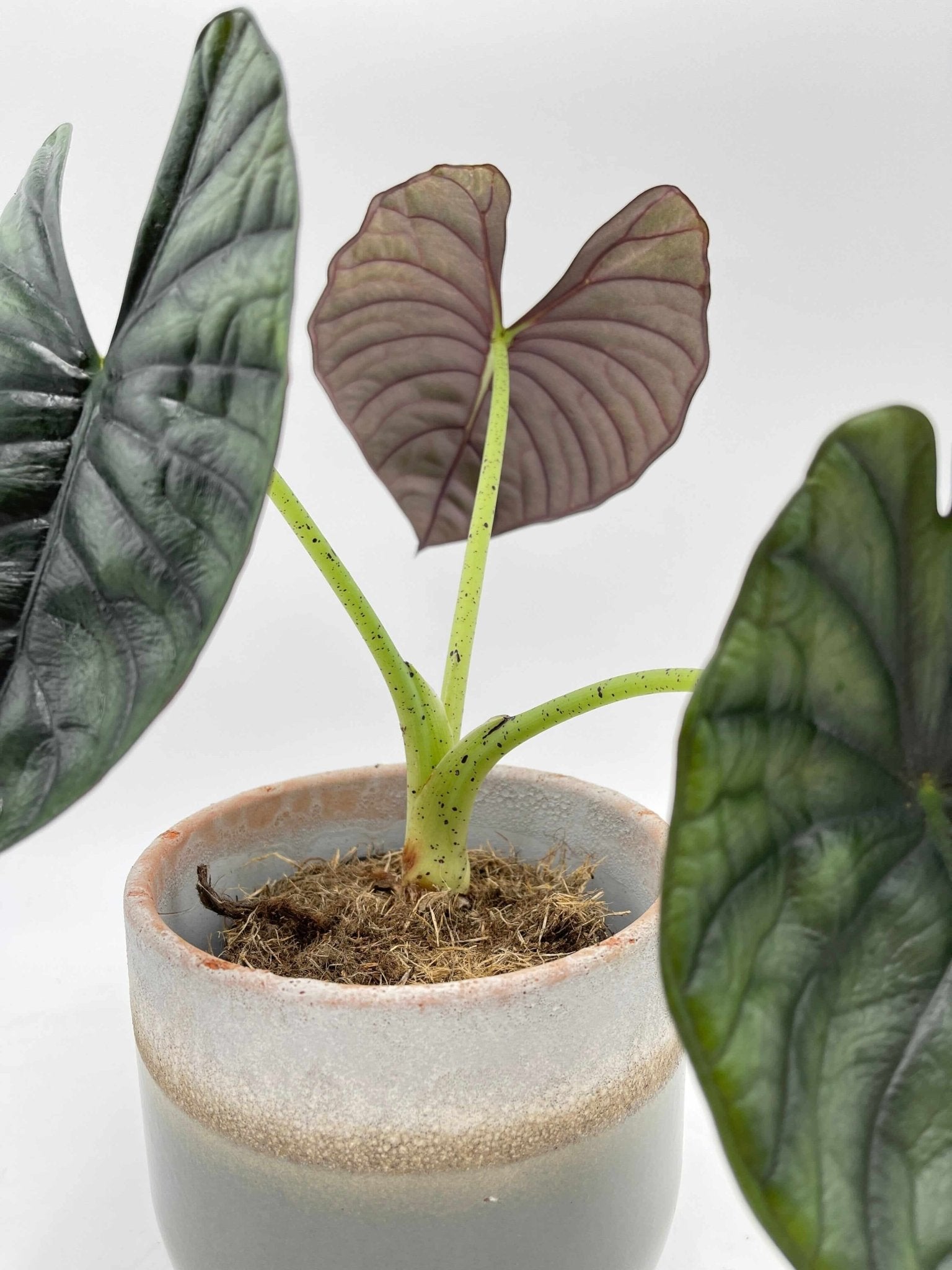 Alocasia Nebula Silver